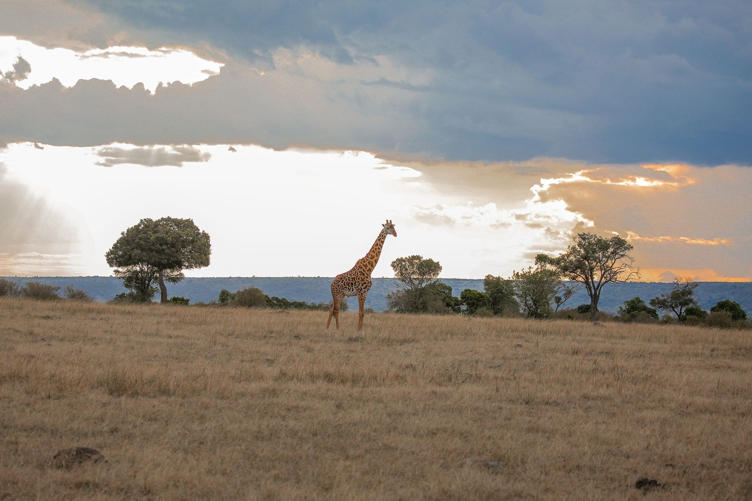 A giraffe and acacia trees on the plains under a dramatic evening sky
