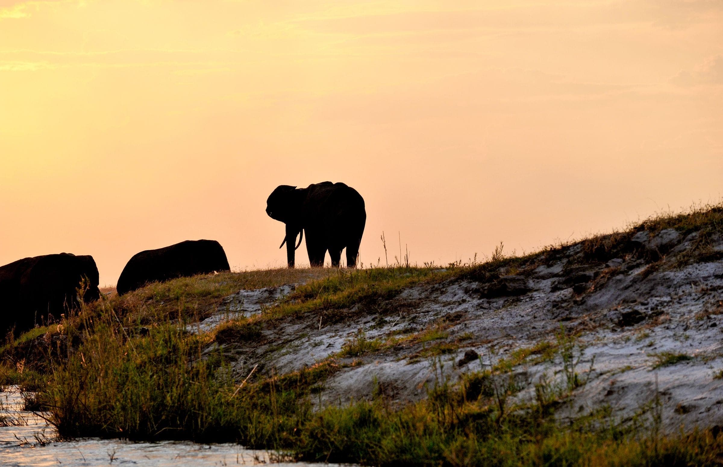 Elephants silhouetted at sunset on the banks of the Chobe River