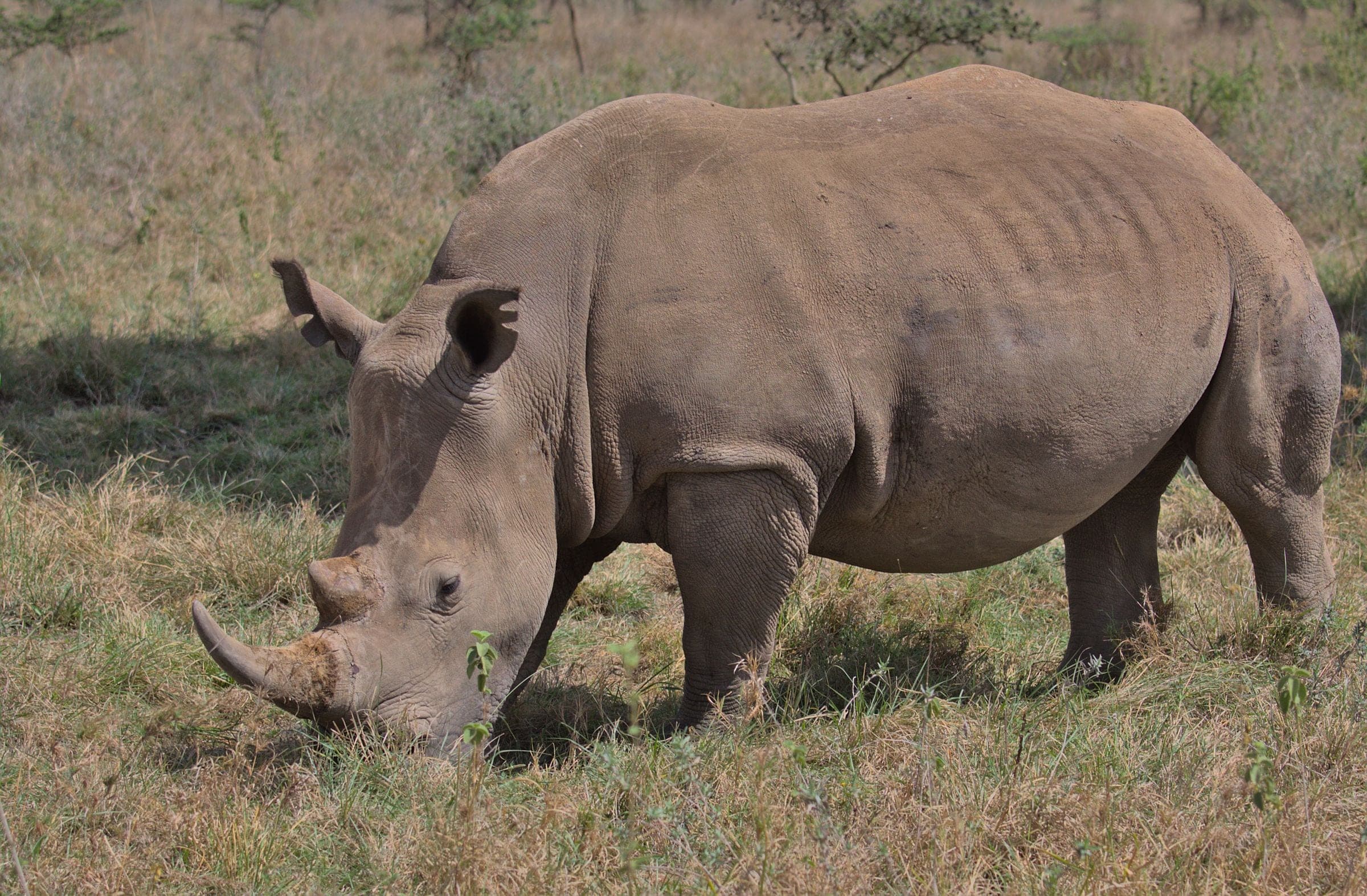 A rhino grazing in Nairobi National Park