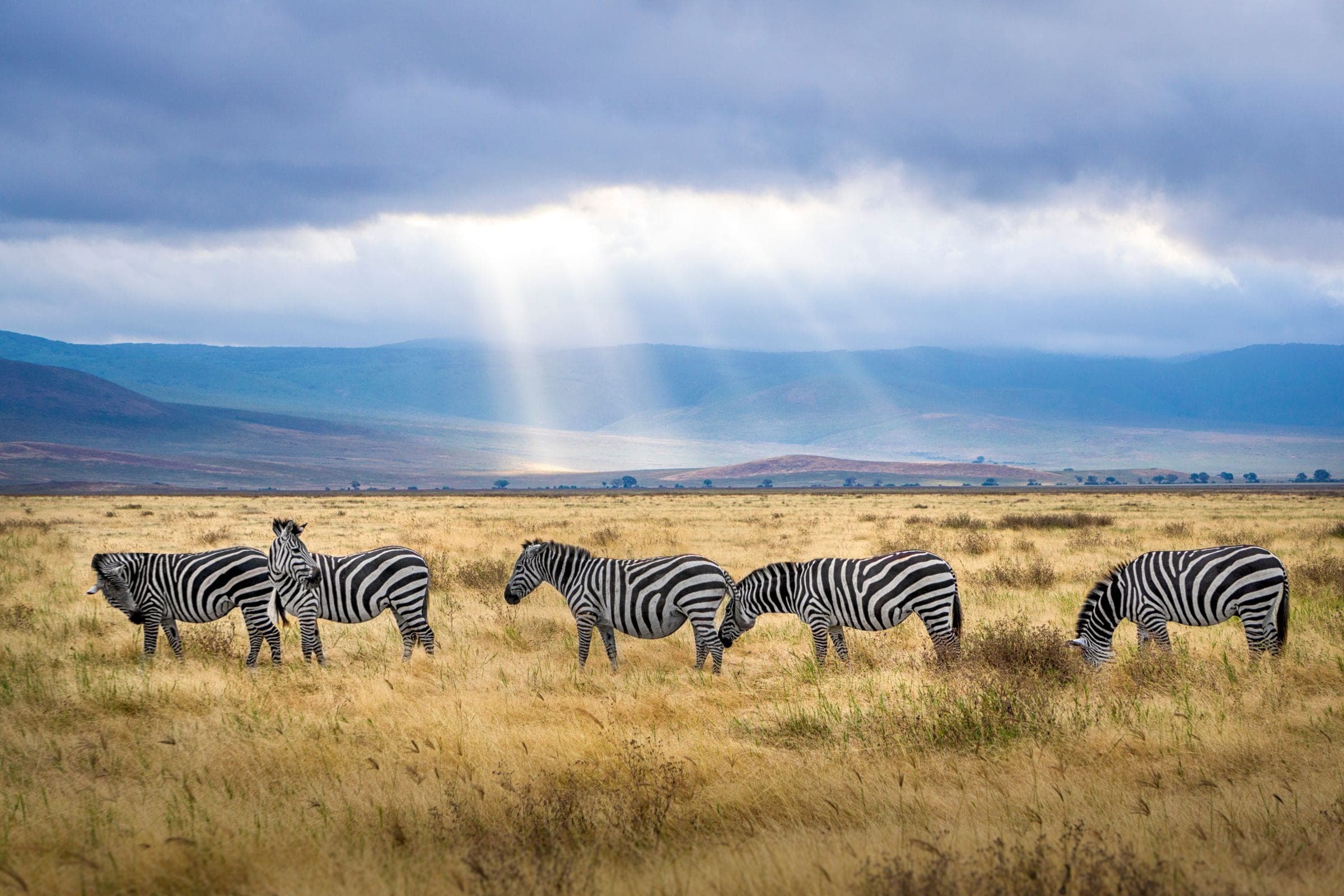 Zebras grazing in the Ngorongoro Crater as sunlight breaks through the clouds