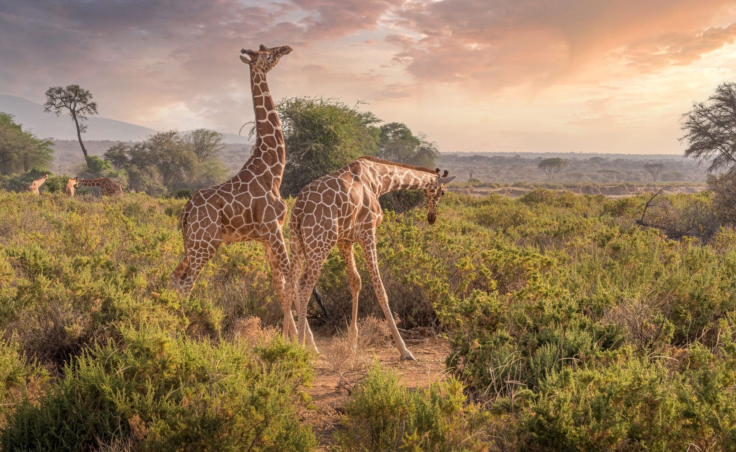 Two giraffes against a pink evening sky in Samburu