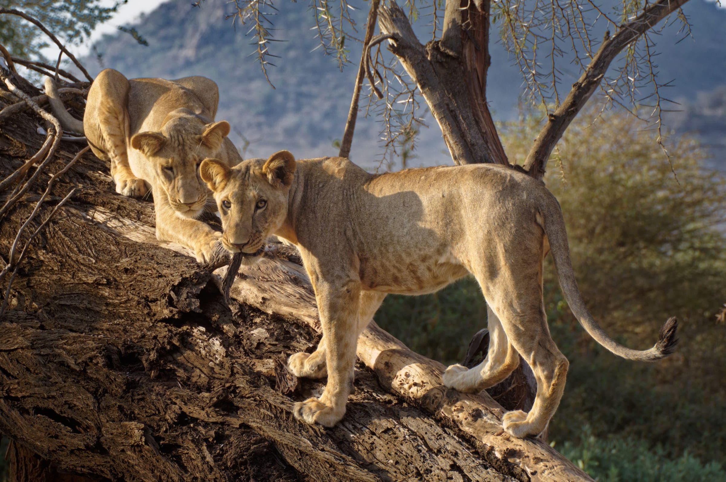 Young lions climbing a fallen tree in Samburu