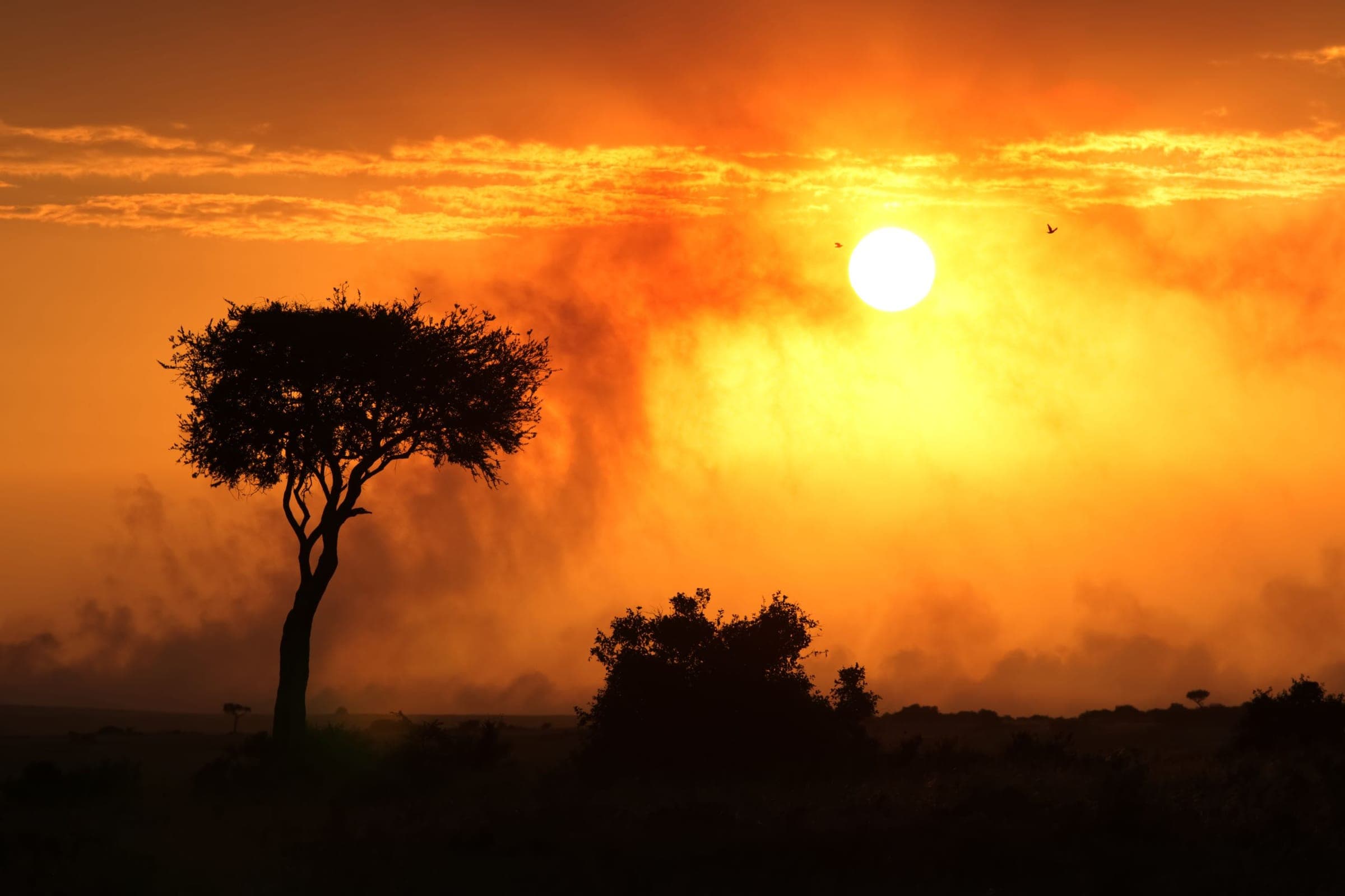 A lone acacia tree silhouetted against an orange sunset