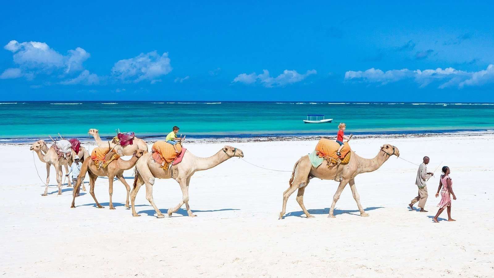 Camels led along a white sand beach on the Indian Ocean