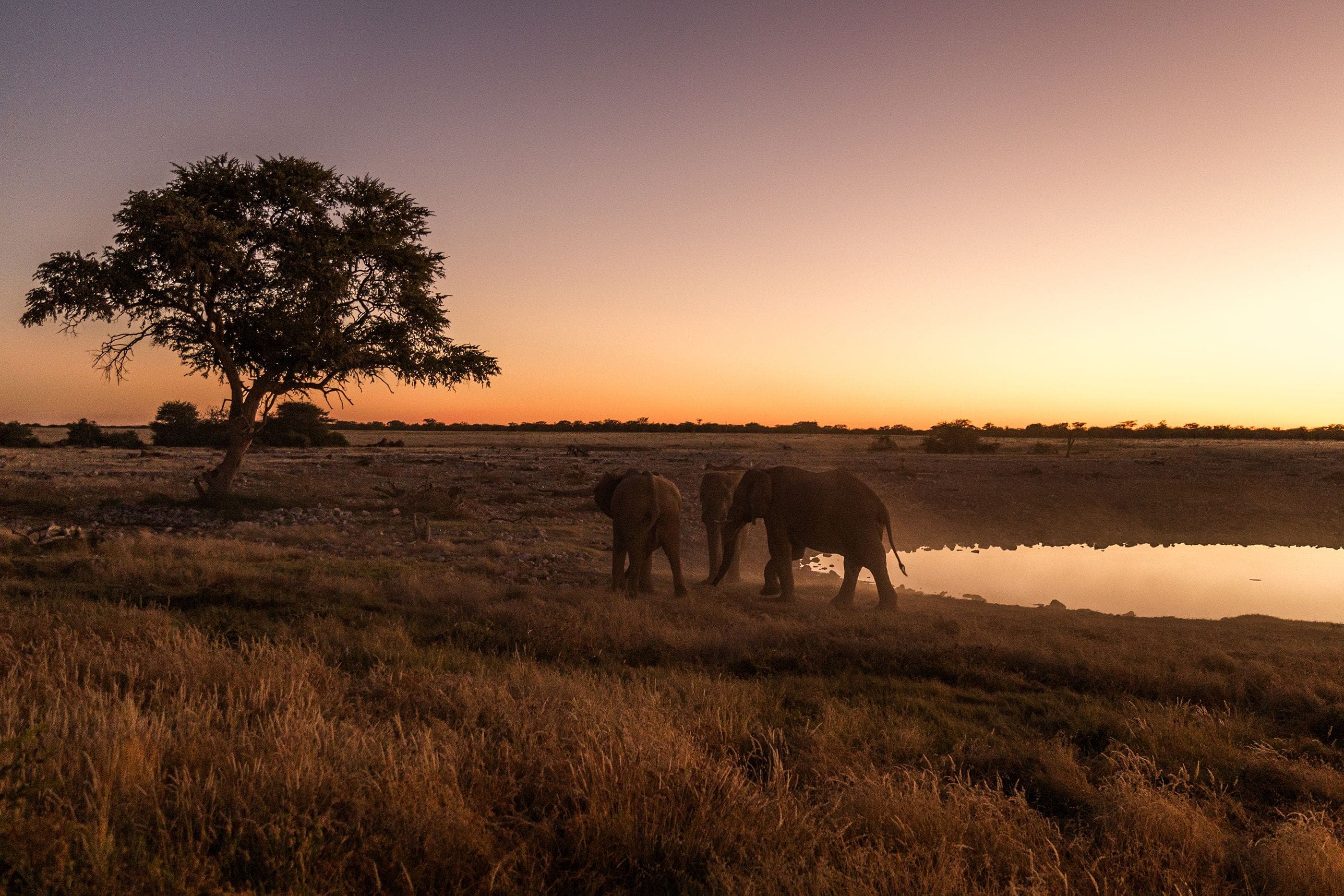 Elephants walking to a waterhole beside a lone acacia tree at dusk