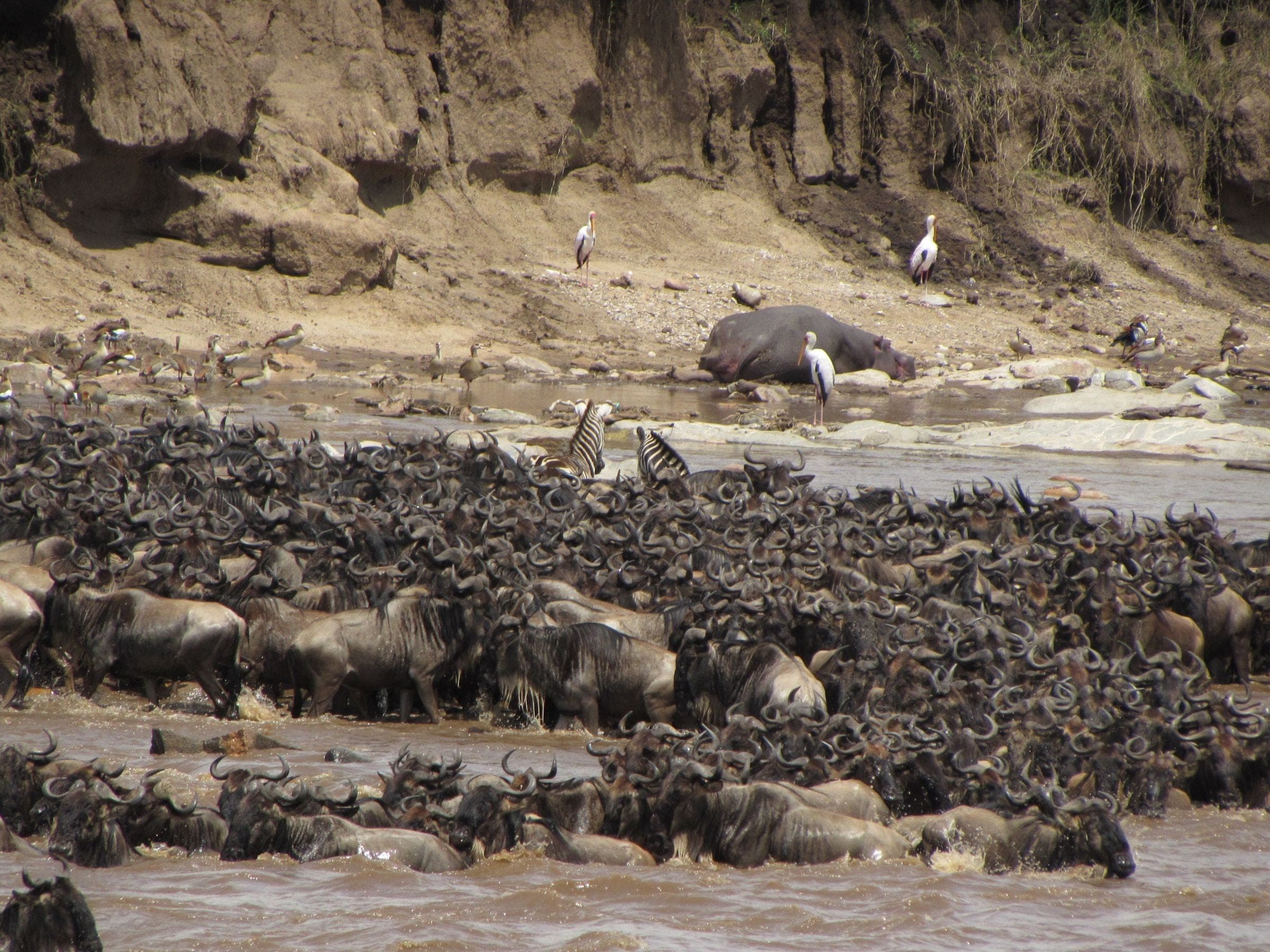 Wildebeest crowding a riverbank during the great migration