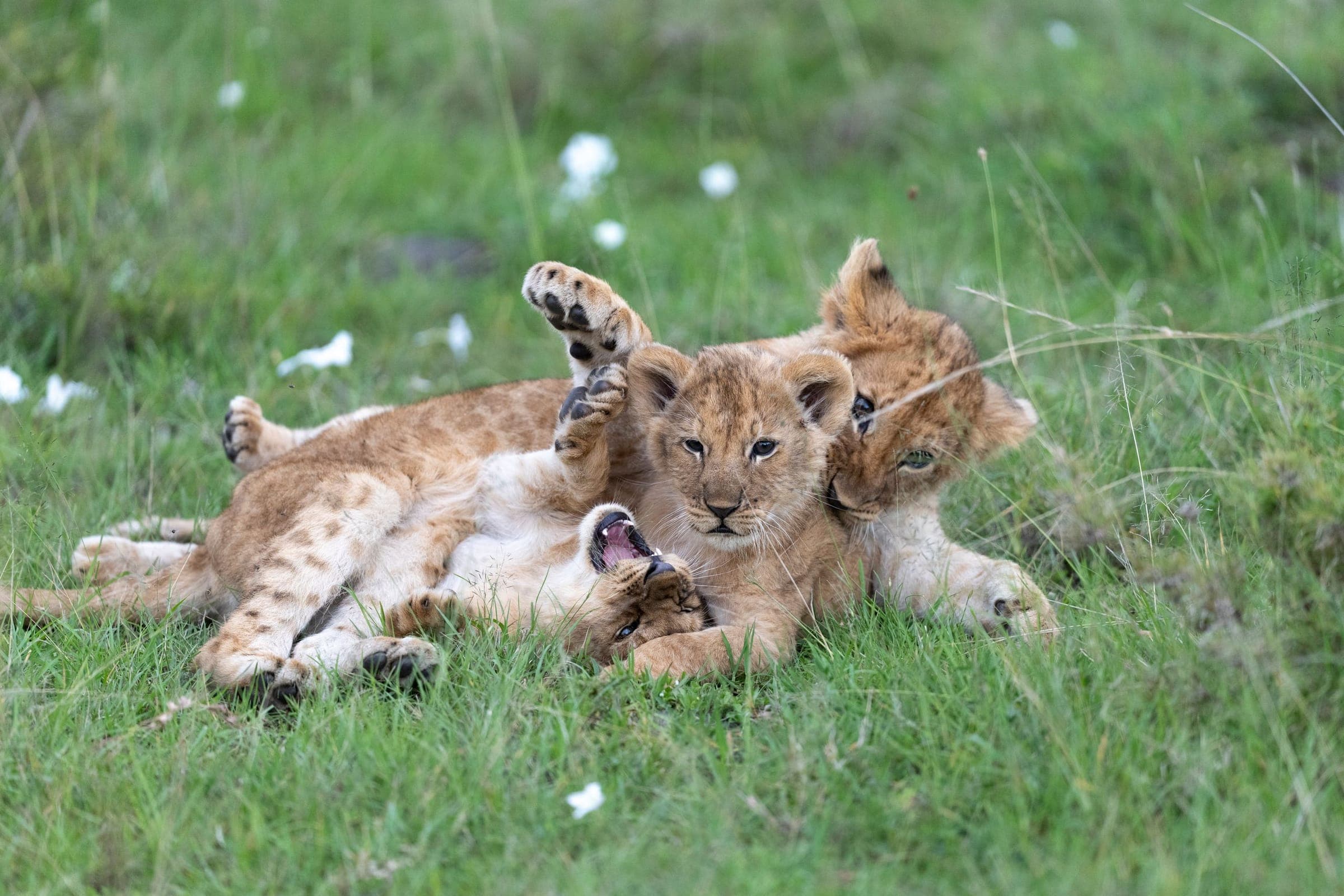 Lion cubs playing in green grass in the Maasai Mara