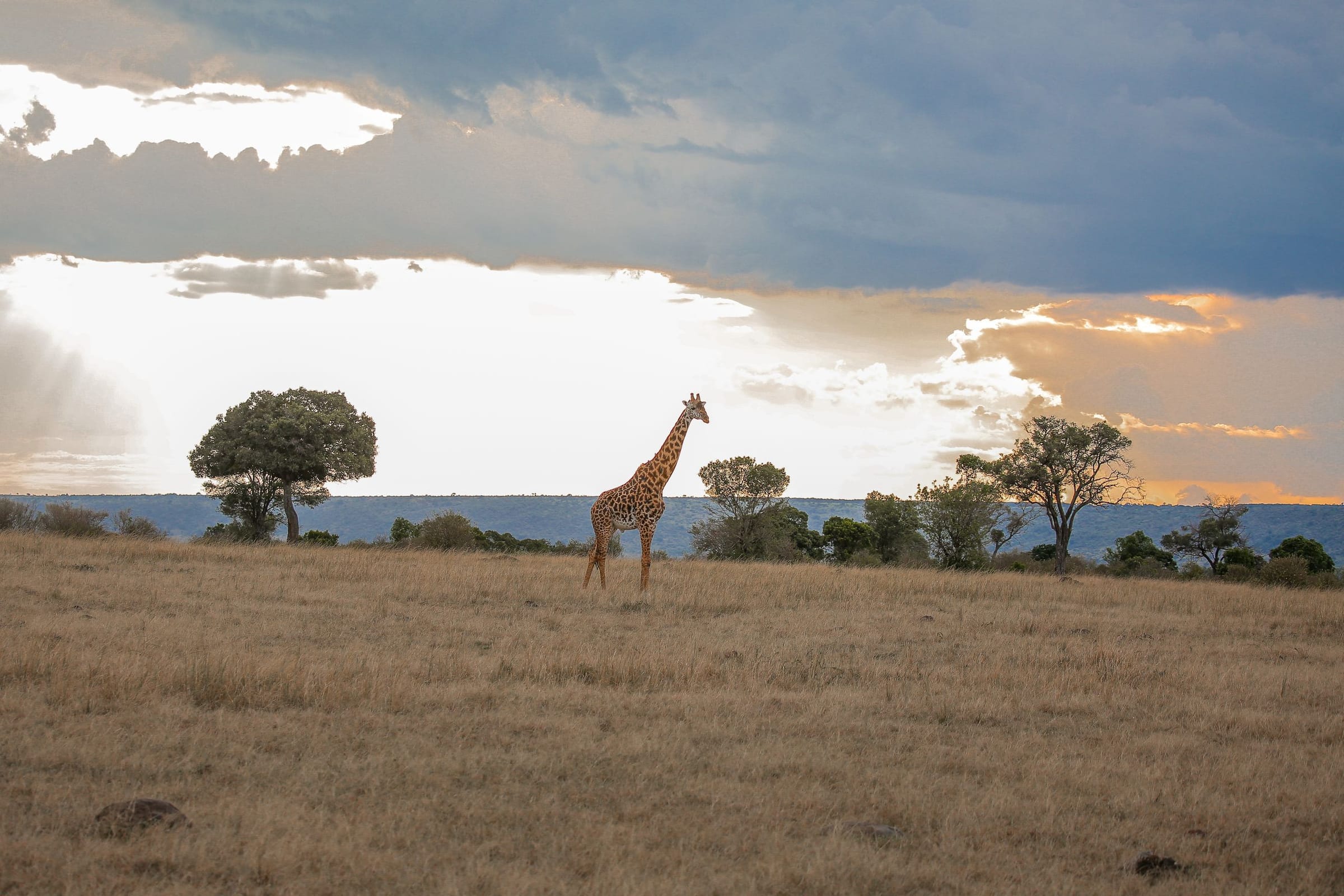 A giraffe and acacia trees on the plains under a dramatic evening sky
