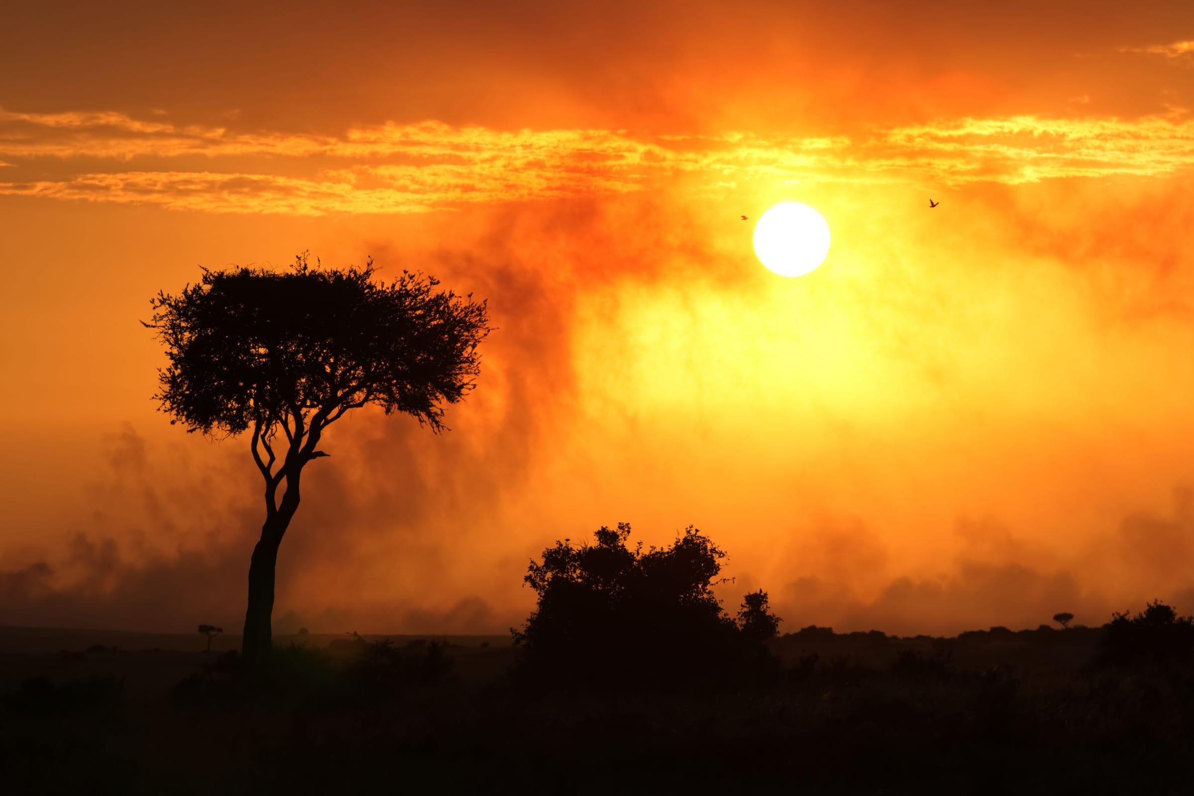 A lone acacia tree silhouetted against an orange sunset