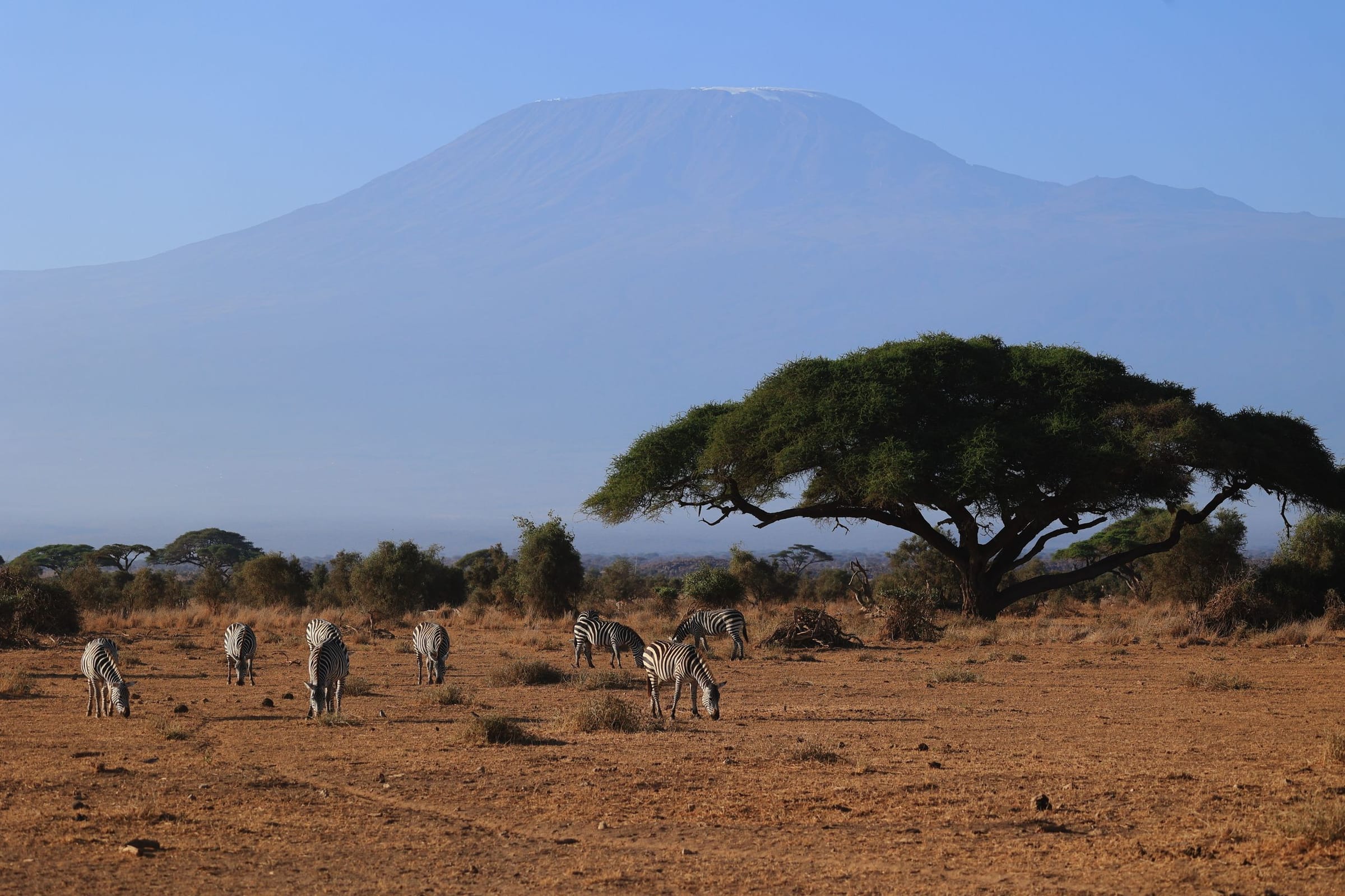 Zebras and an acacia tree beneath Mount Kilimanjaro in Amboseli