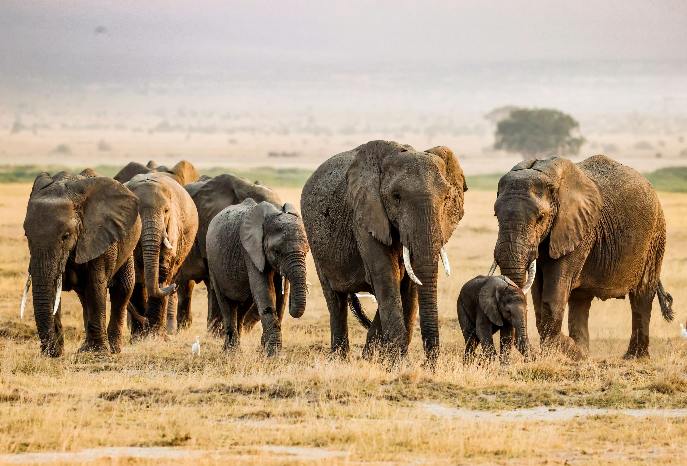 An elephant herd with calves walking across Amboseli