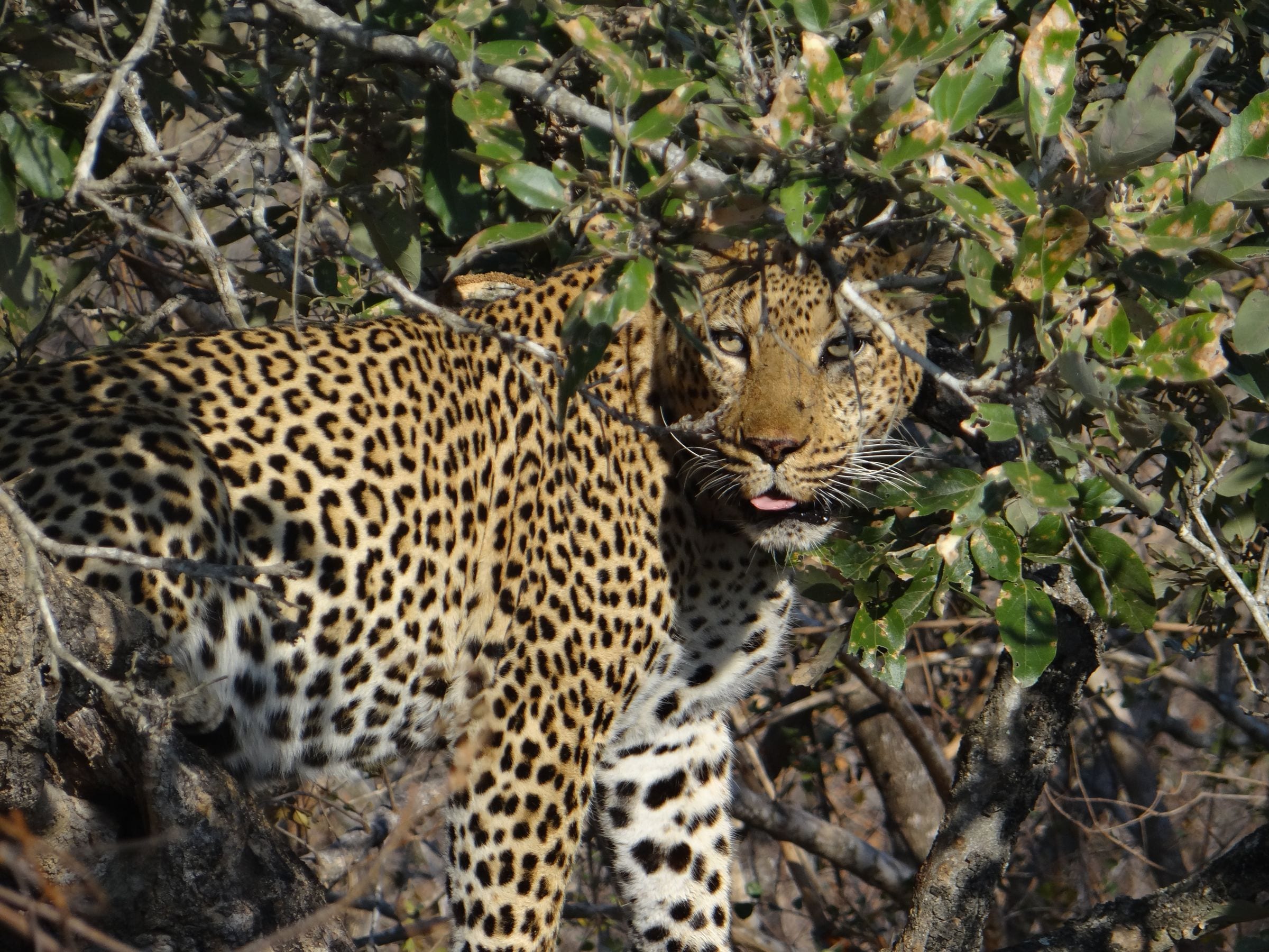 A leopard resting in the bush in Kruger National Park