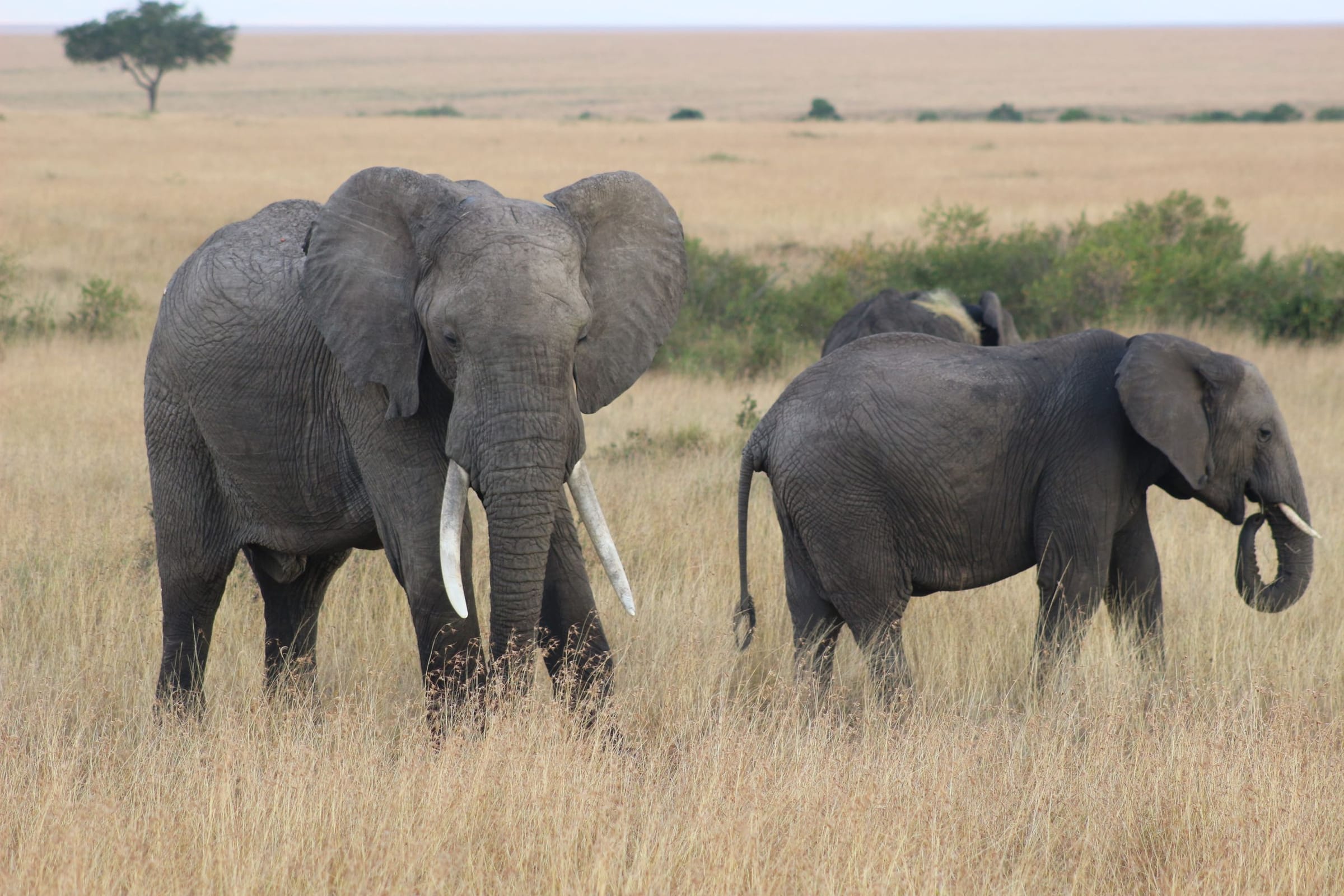 Two elephants standing in dry grass on the Maasai Mara