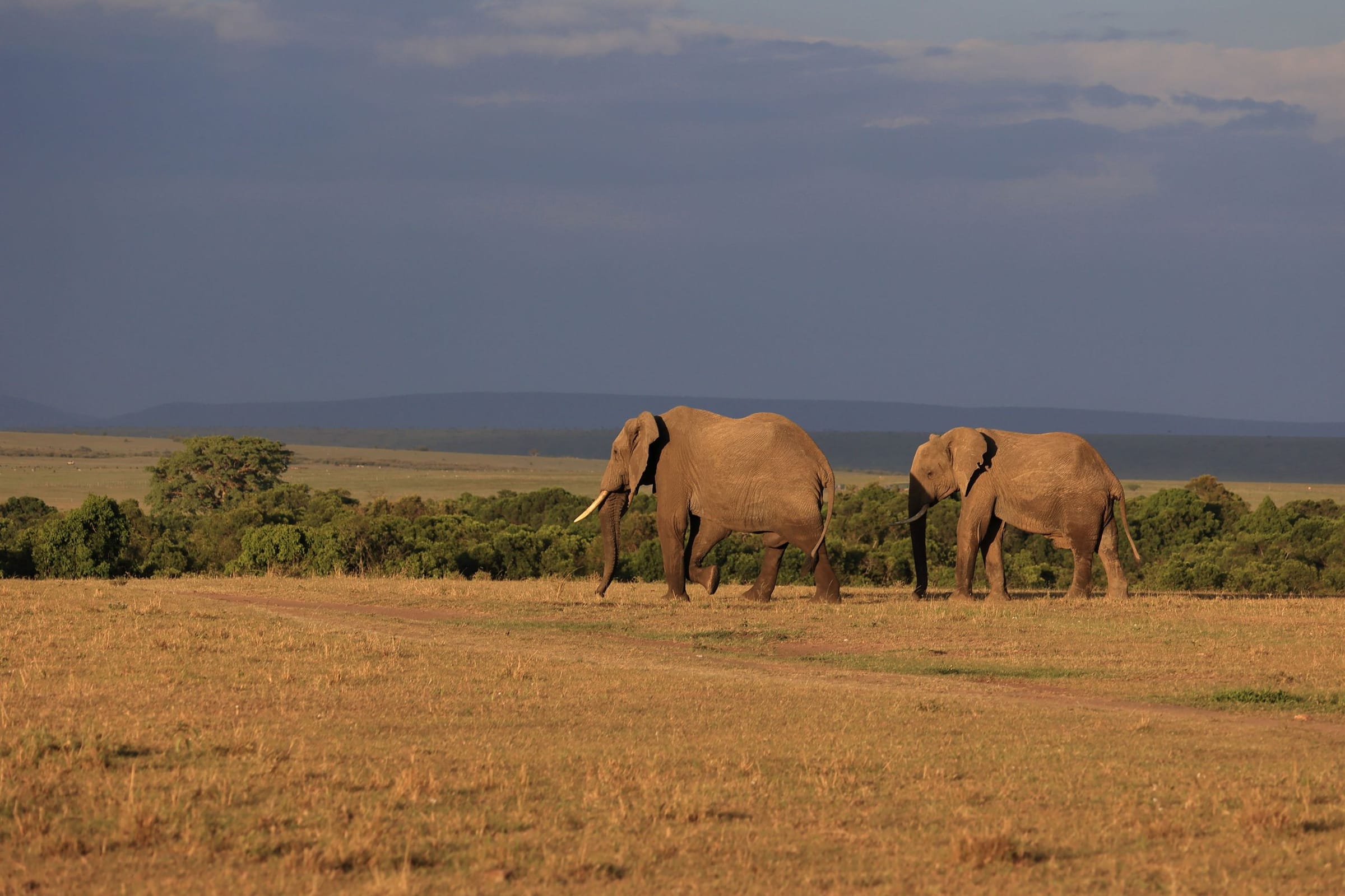 Two elephants walking across the Maasai Mara plains under a stormy sky