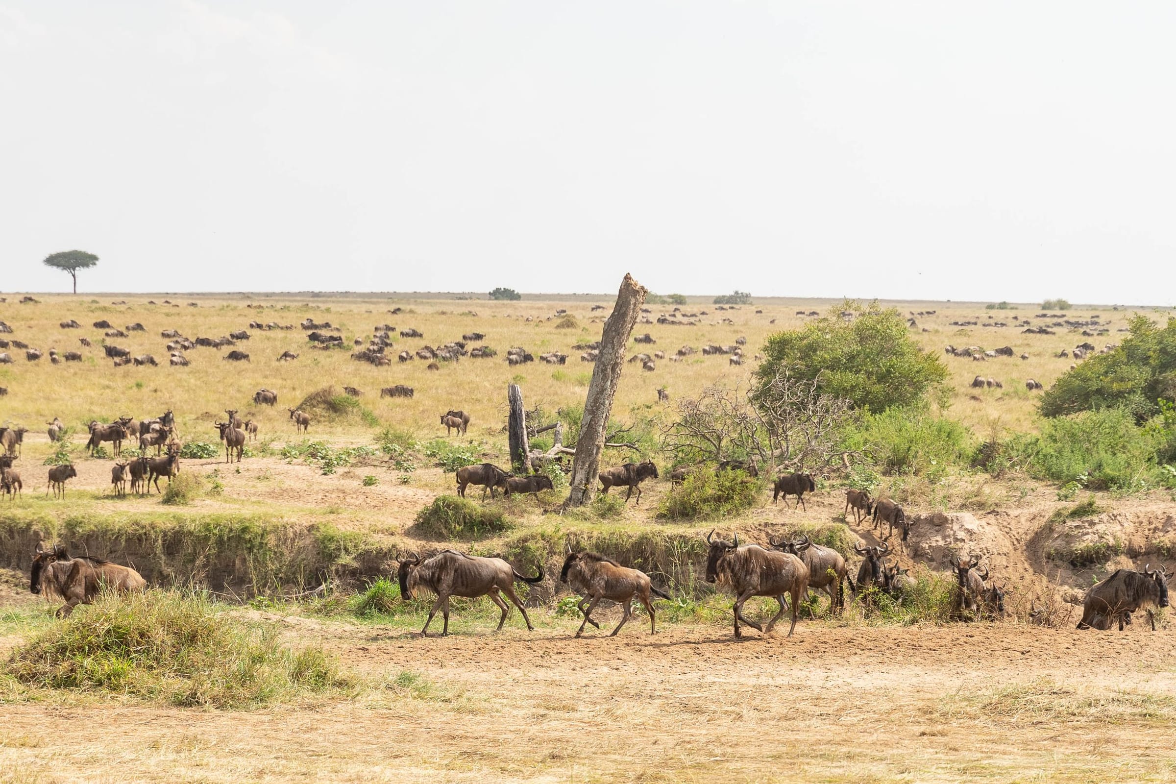 Wildebeest herds spread across the Mara plains during the migration