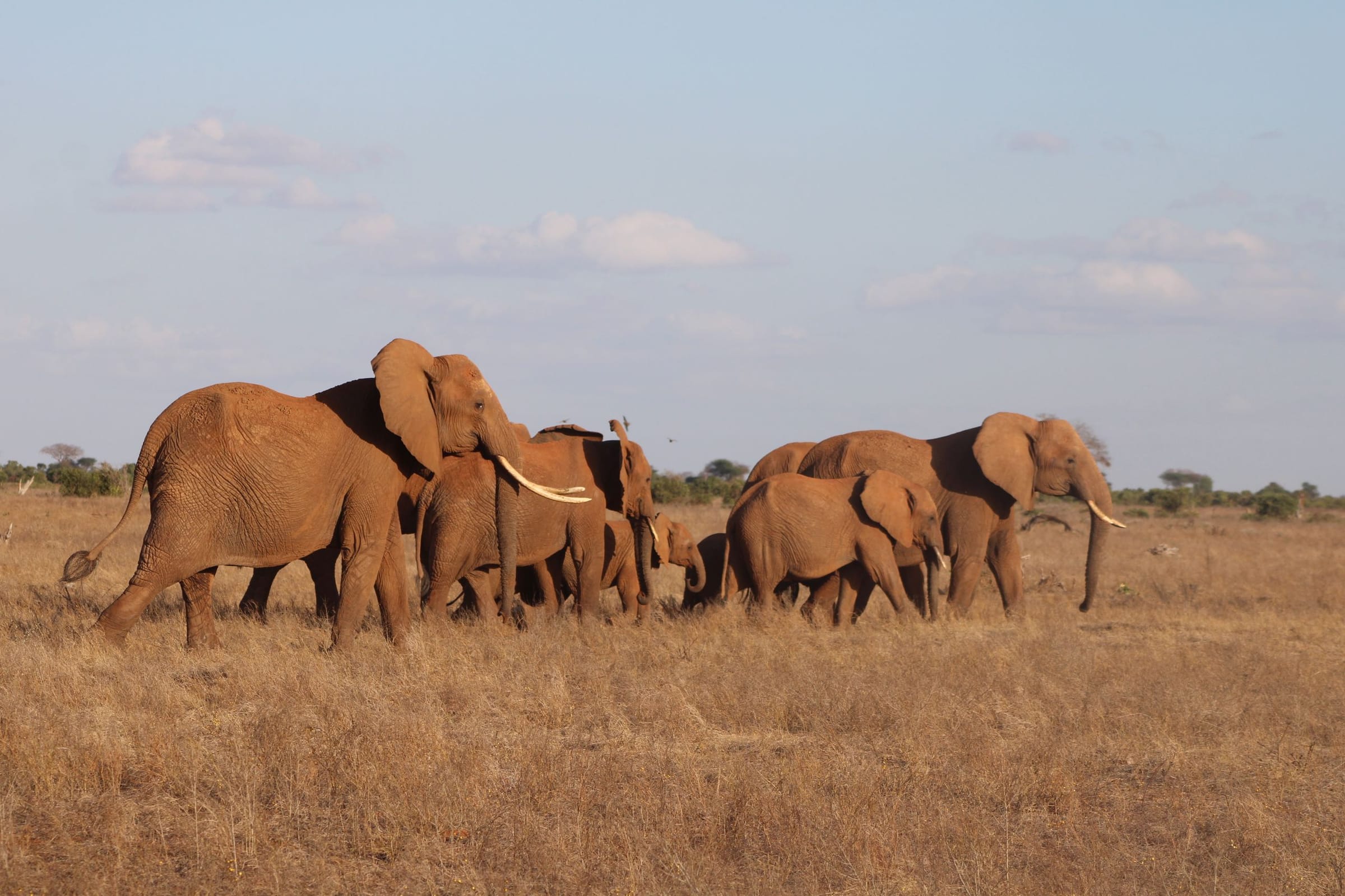 A herd of elephants crossing dry grassland in Samburu
