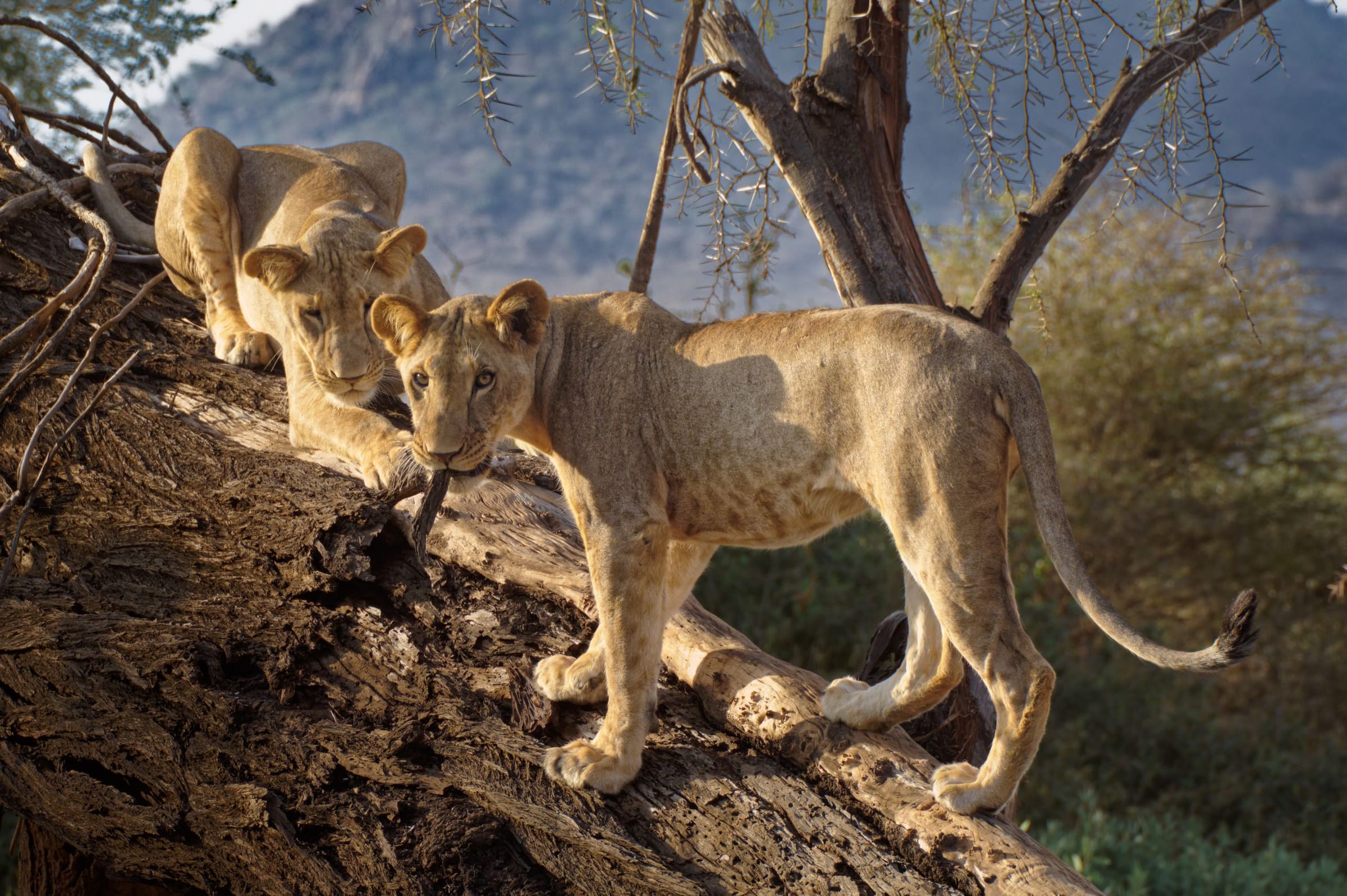 Young lions climbing a fallen tree in Samburu
