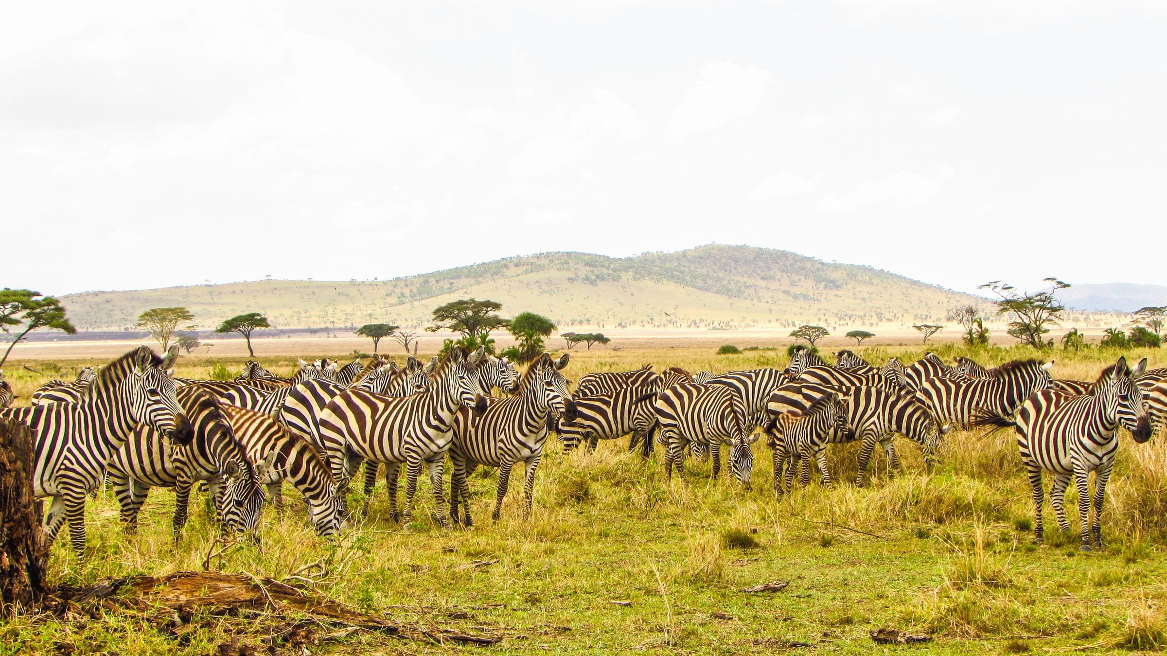 A herd of zebras grazing on the Serengeti plains