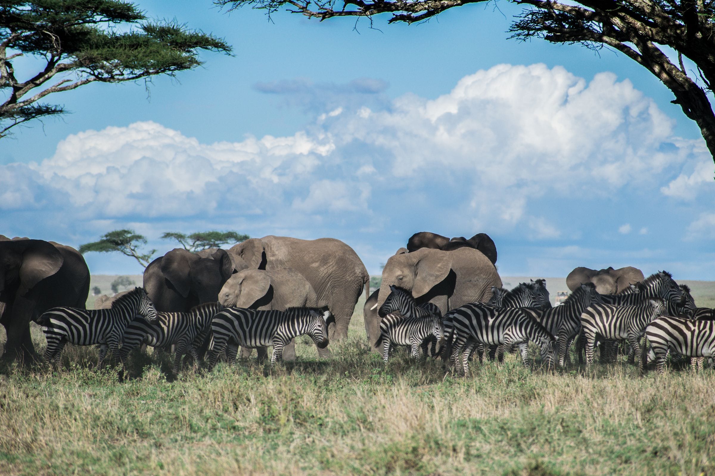 Elephants and zebras grazing together in the Serengeti