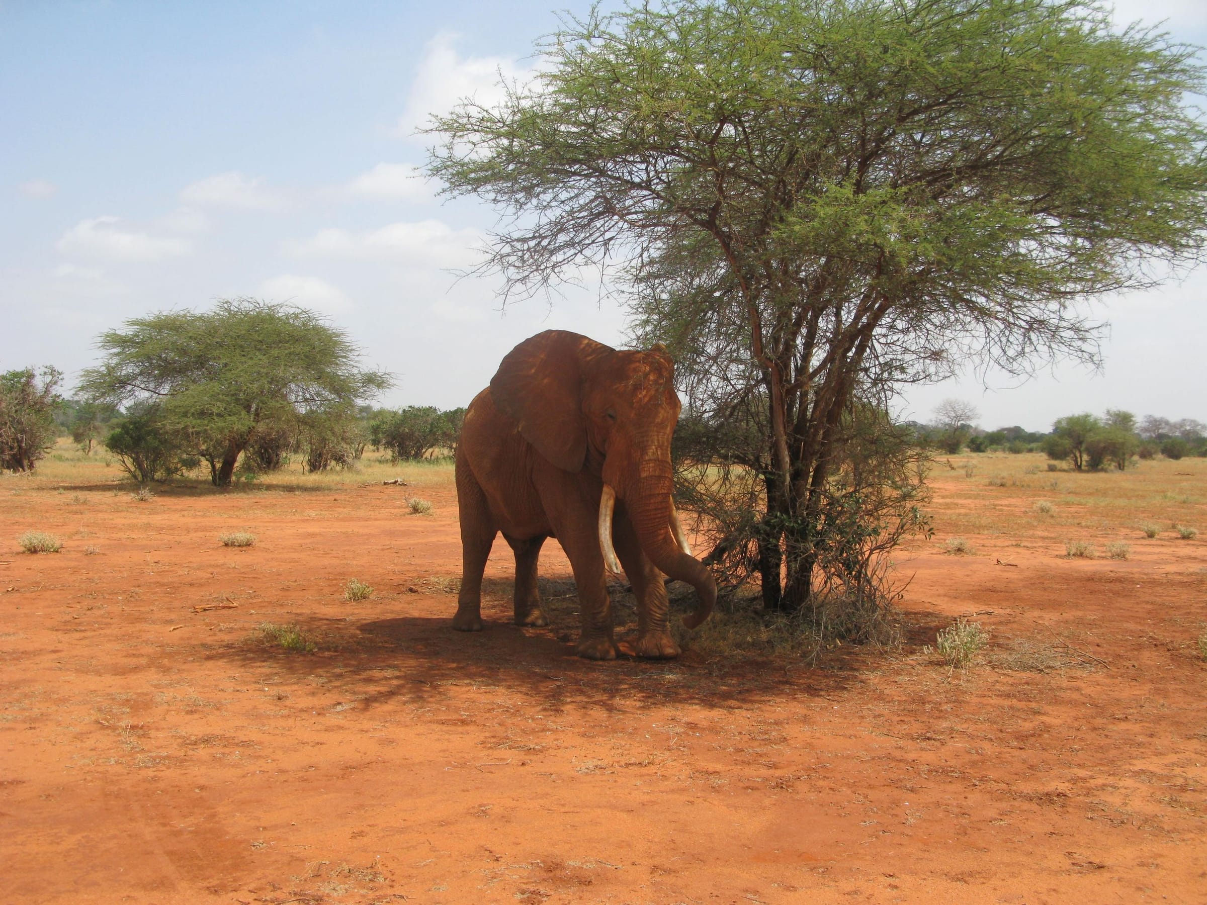 A red-dust elephant standing beside an acacia tree in Tsavo