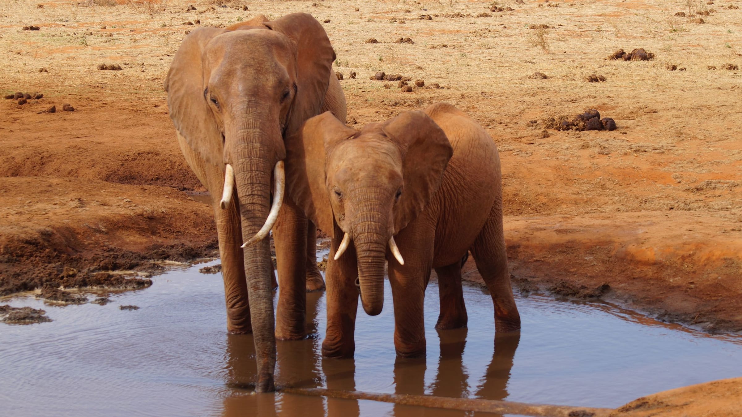An elephant and calf at a waterhole on red Tsavo earth