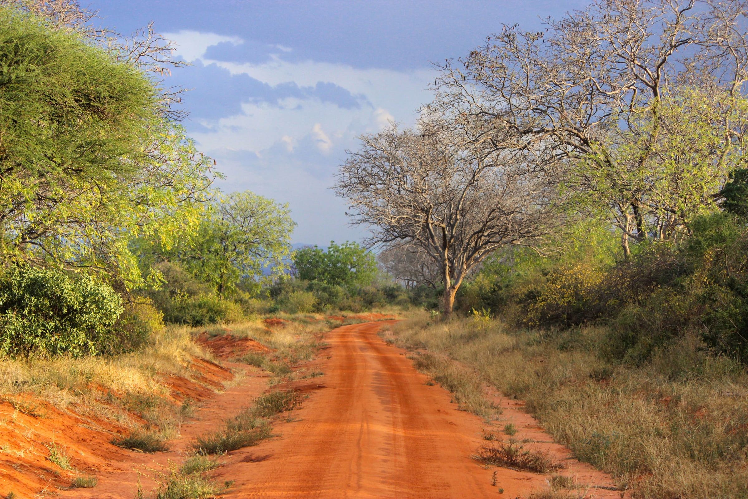 A red dirt road running through green bush