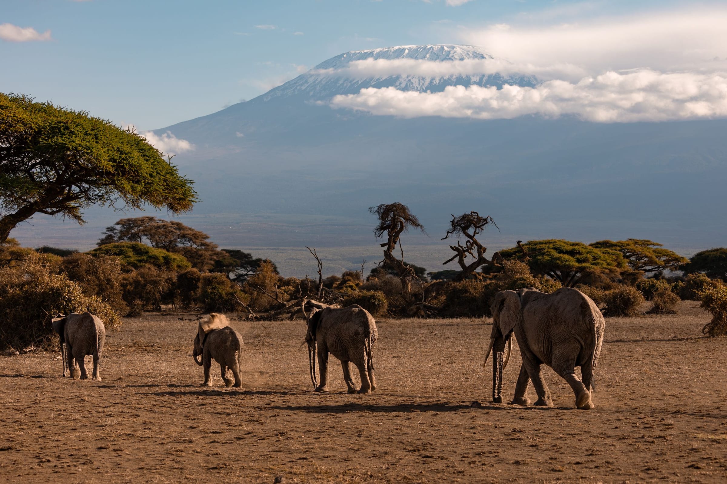 Elephants walking across the Amboseli plains with Mount Kilimanjaro behind