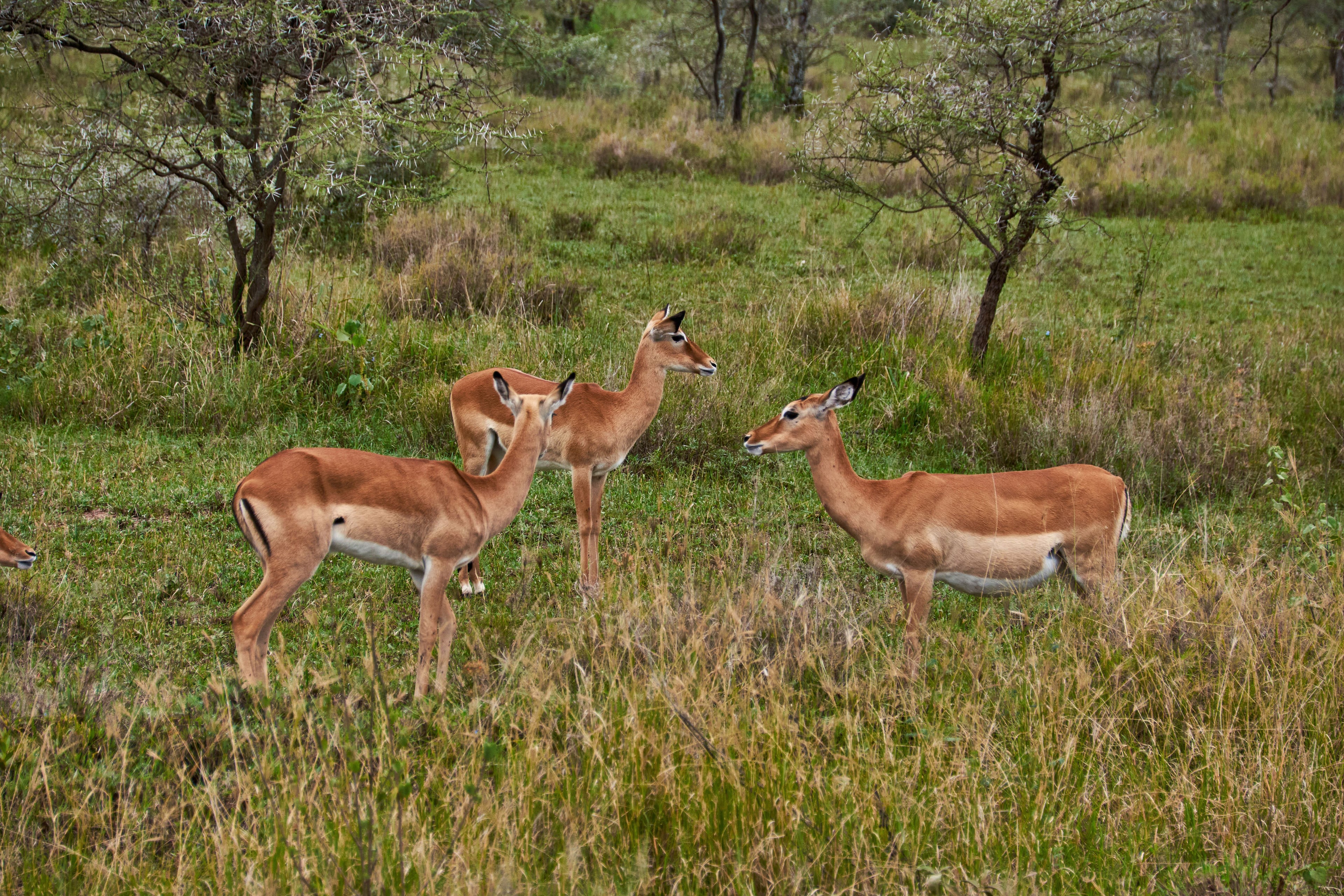 Three impala in green grass among acacia trees