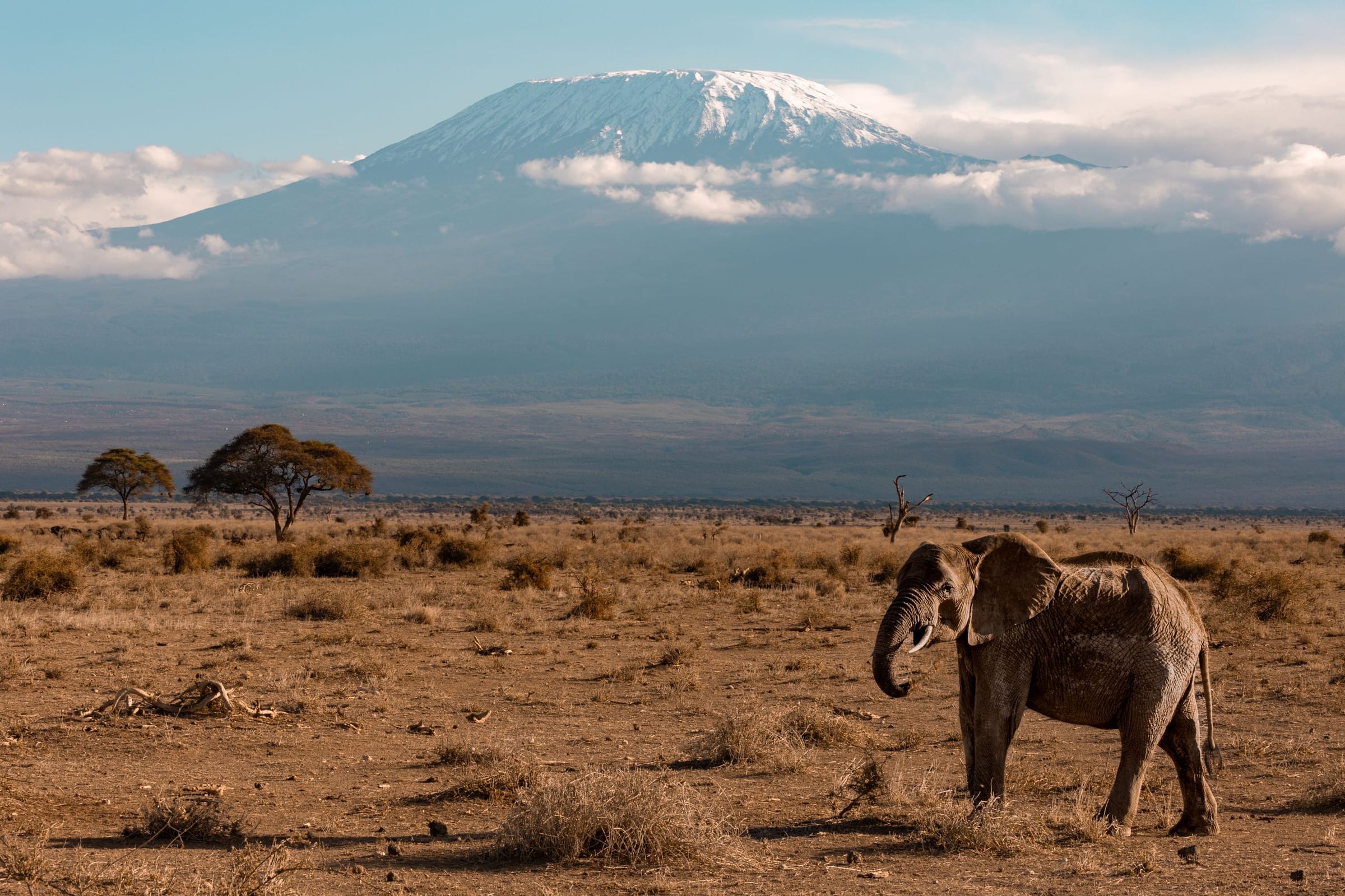An elephant on the Amboseli plains with Mount Kilimanjaro behind