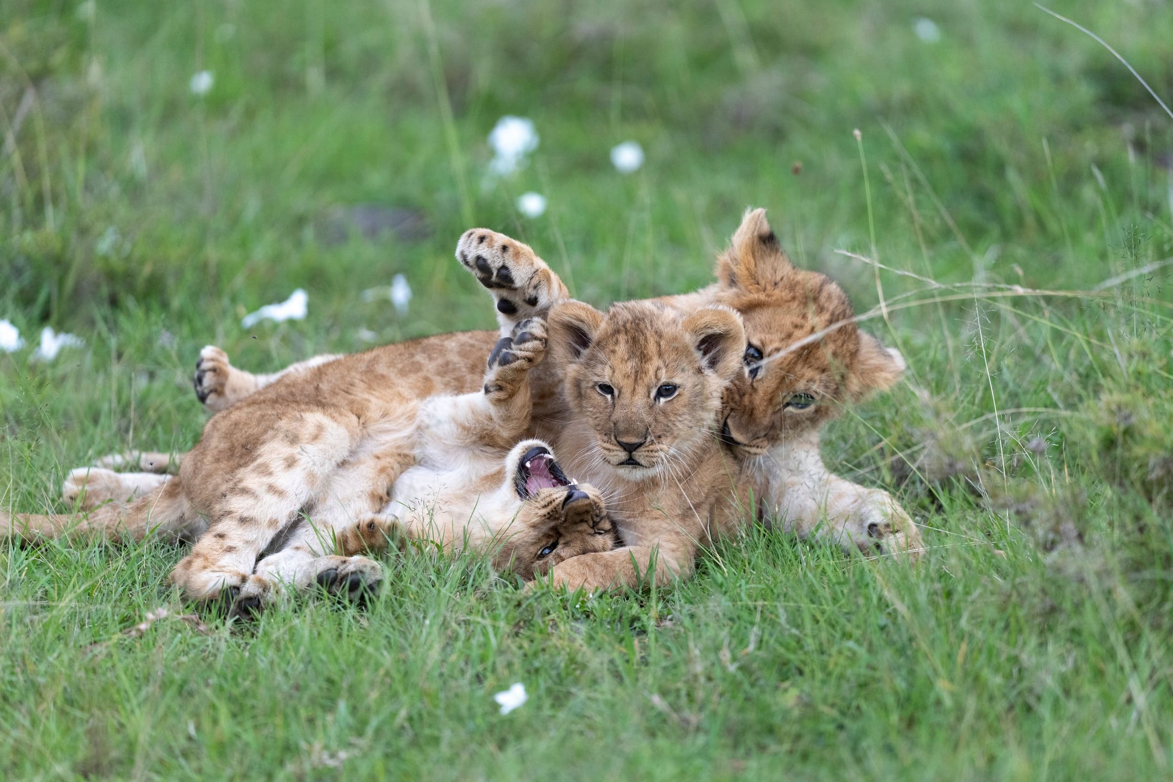 Lion cubs playing in green grass in the Maasai Mara