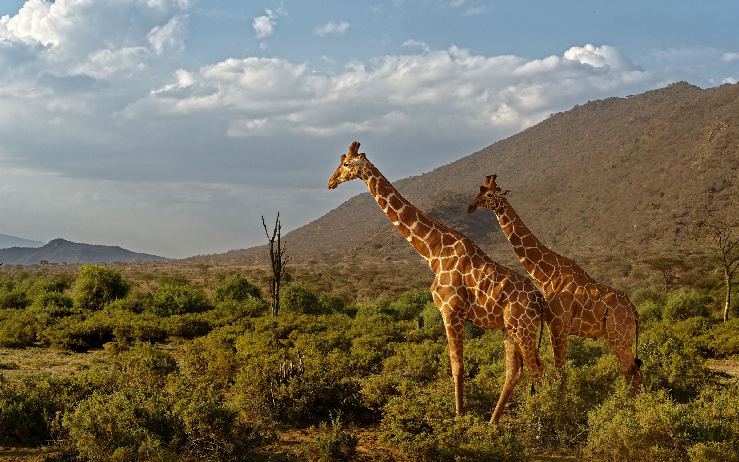 Two reticulated giraffes against the hills of Samburu