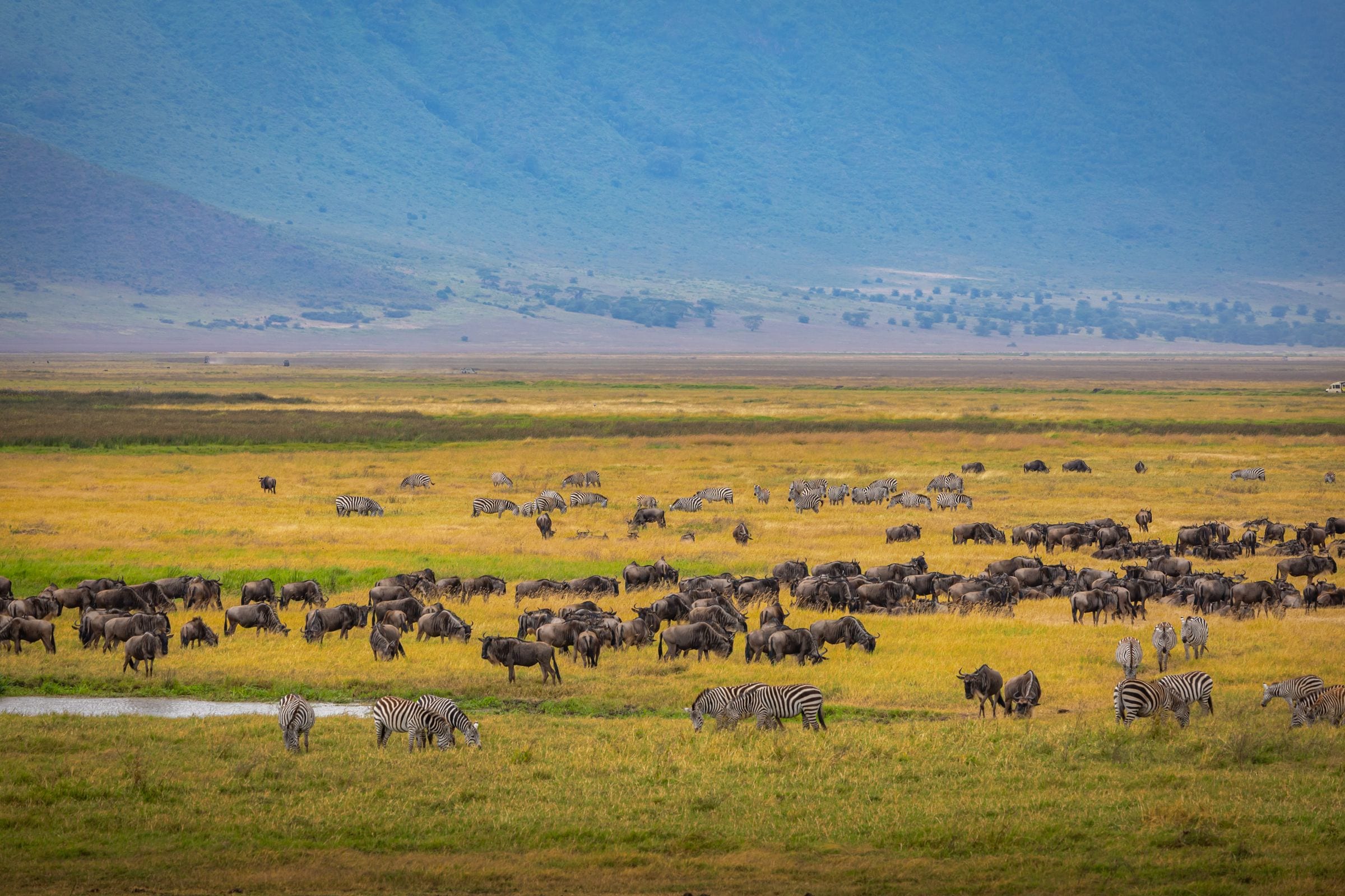 Zebras and wildebeest spread across the floor of the Ngorongoro Crater
