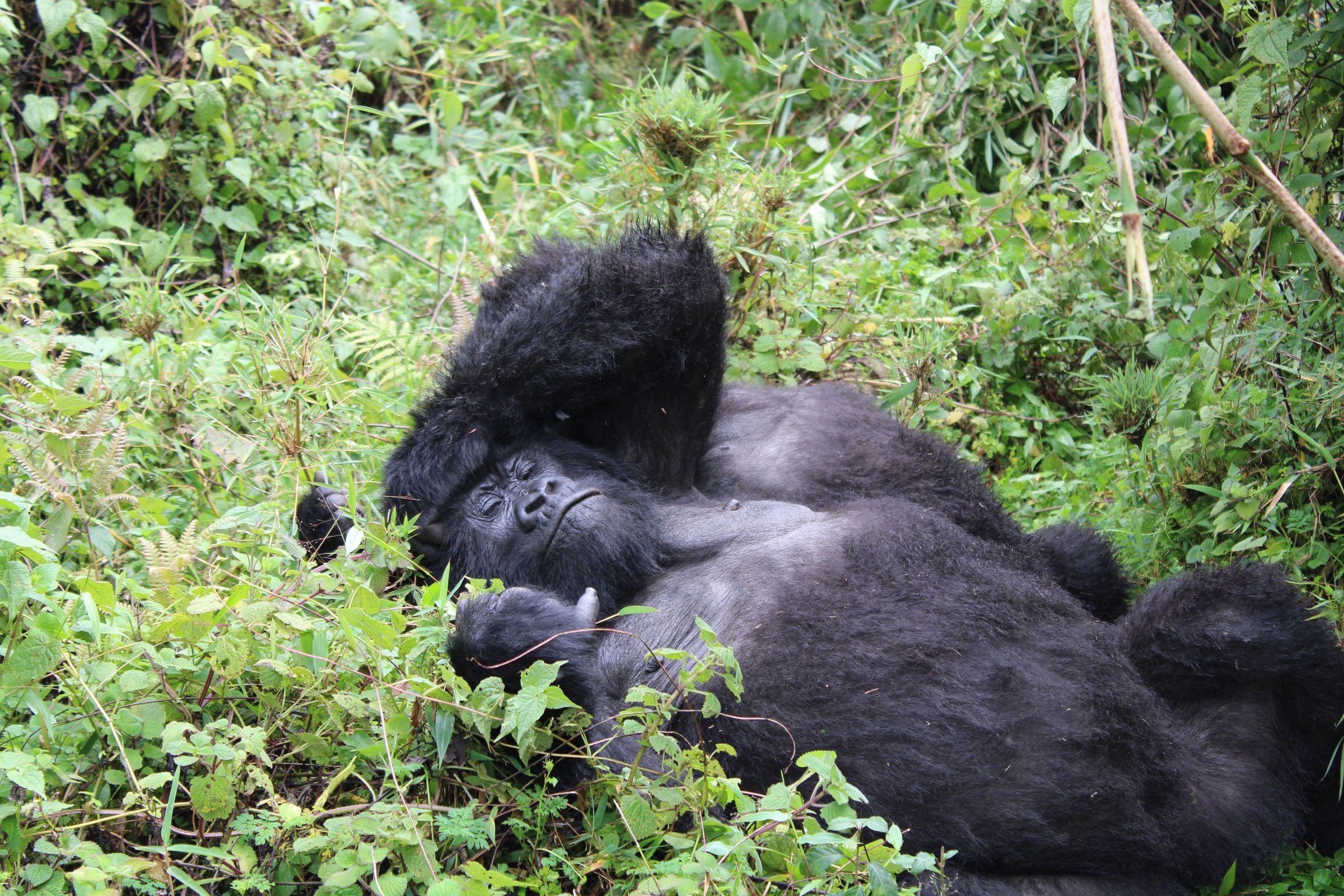 A mountain gorilla resting in the greenery at Kinigi, Rwanda