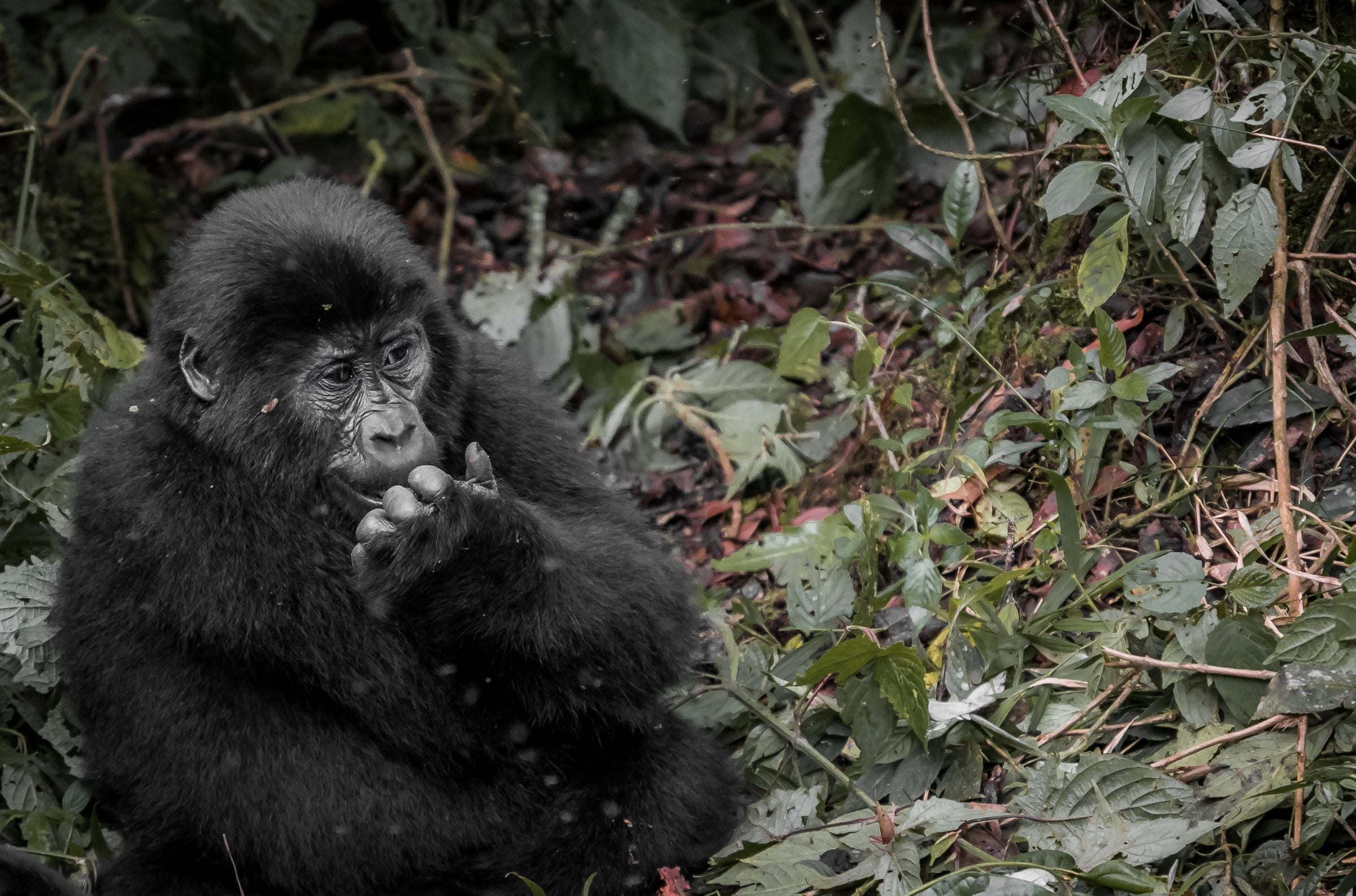 A young mountain gorilla in the Ugandan forest