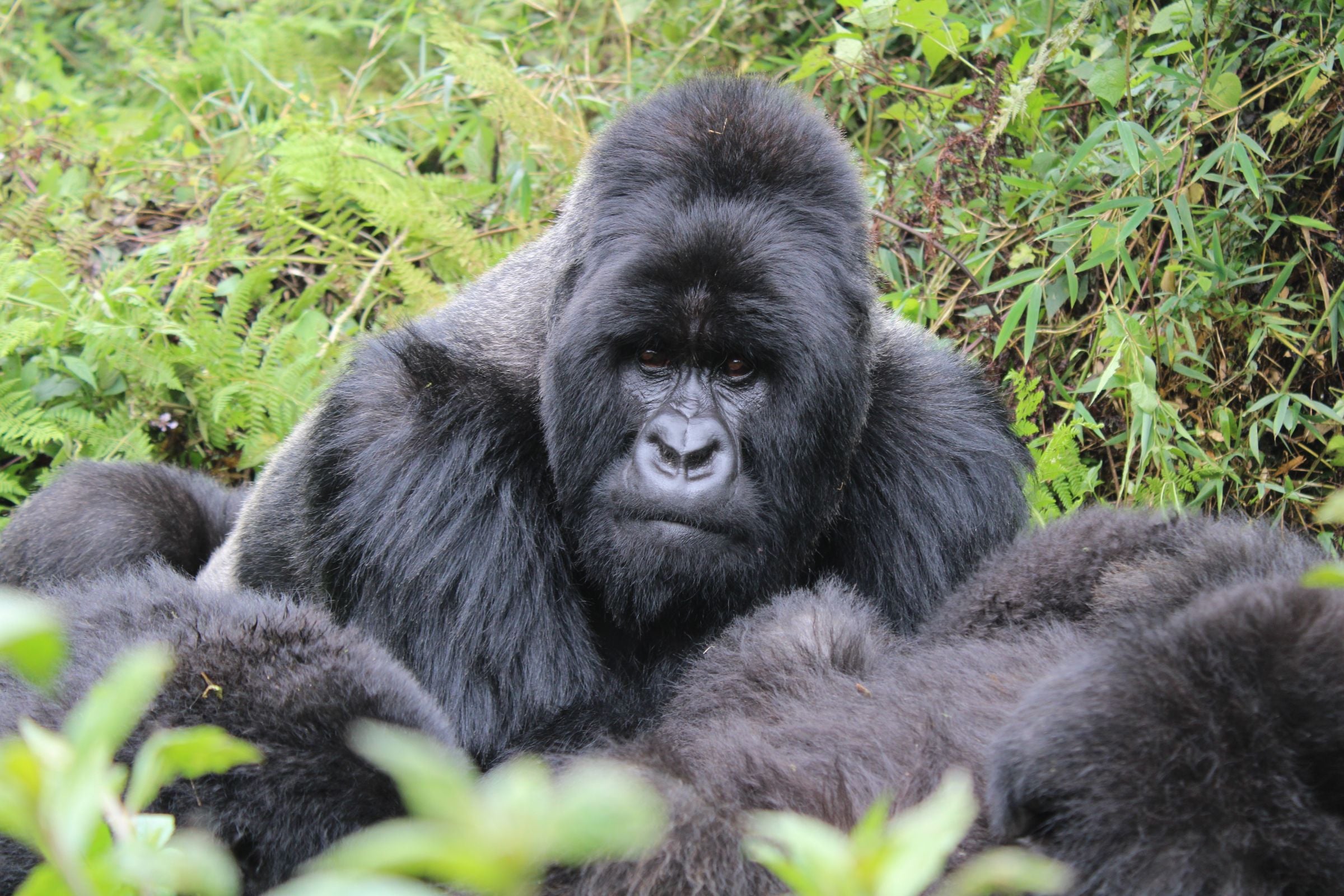 A silverback mountain gorilla in the forest near Kinigi, Rwanda