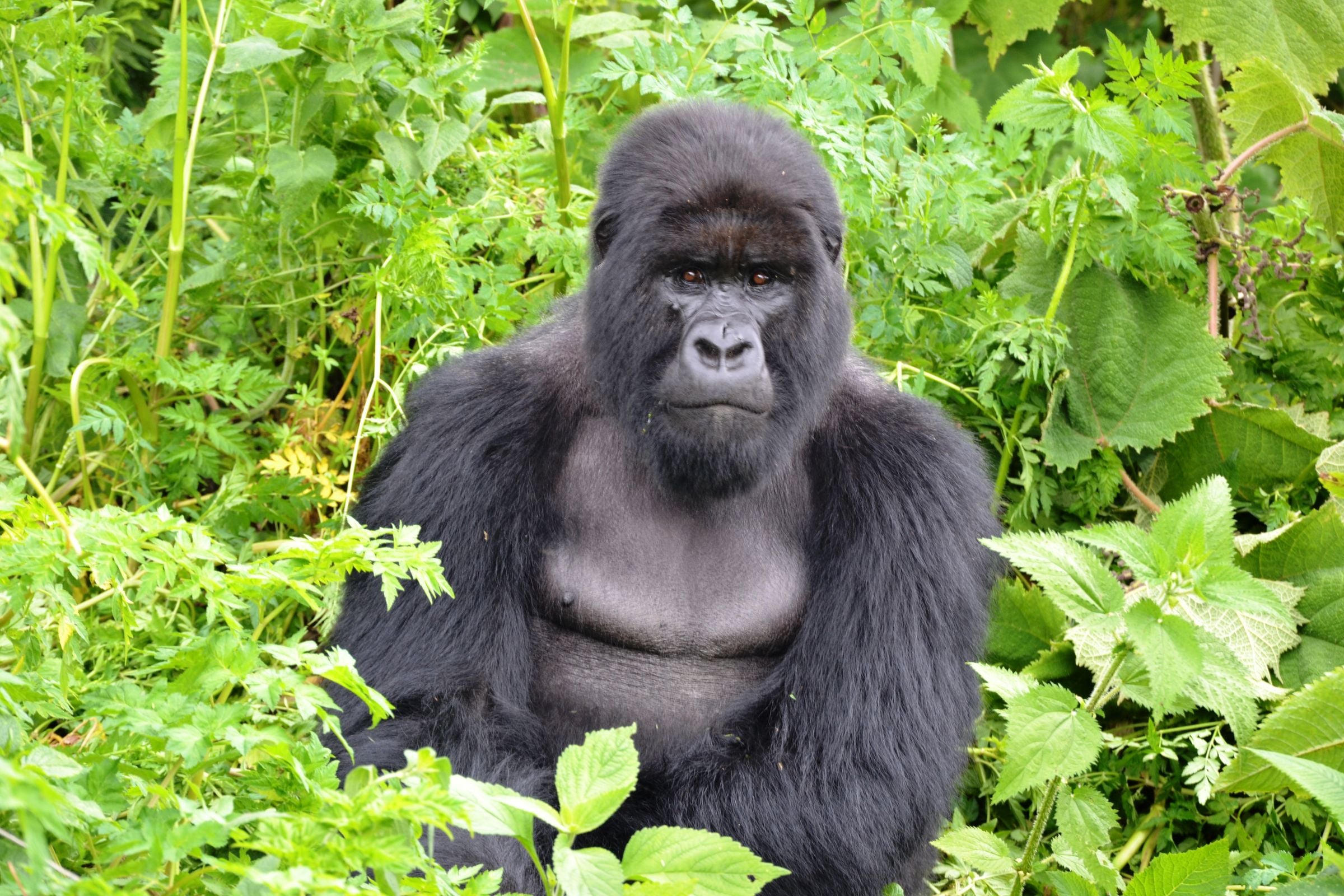 A mountain gorilla sitting among green leaves in Rwanda