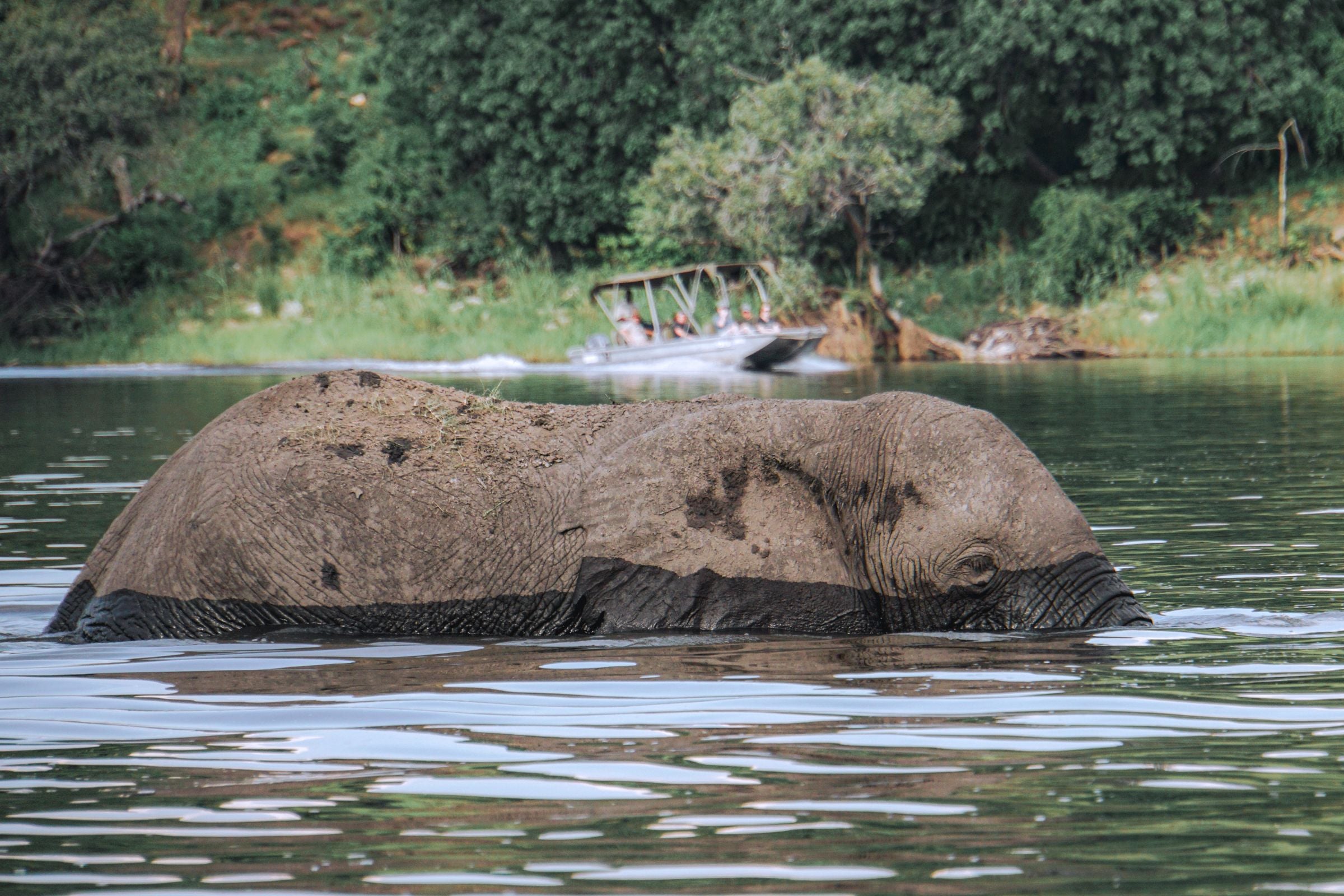 An elephant wading through the water in Botswana