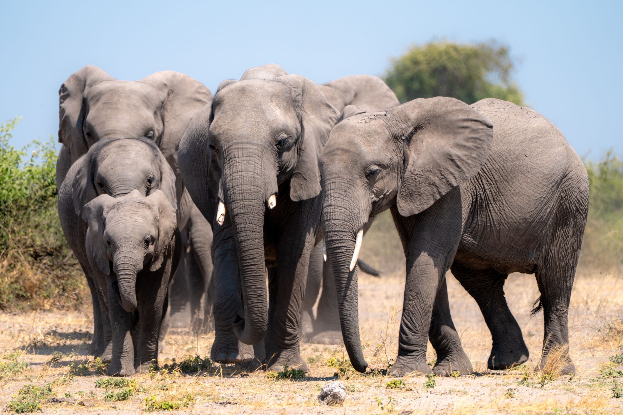 A herd of elephants with young calves in Botswana