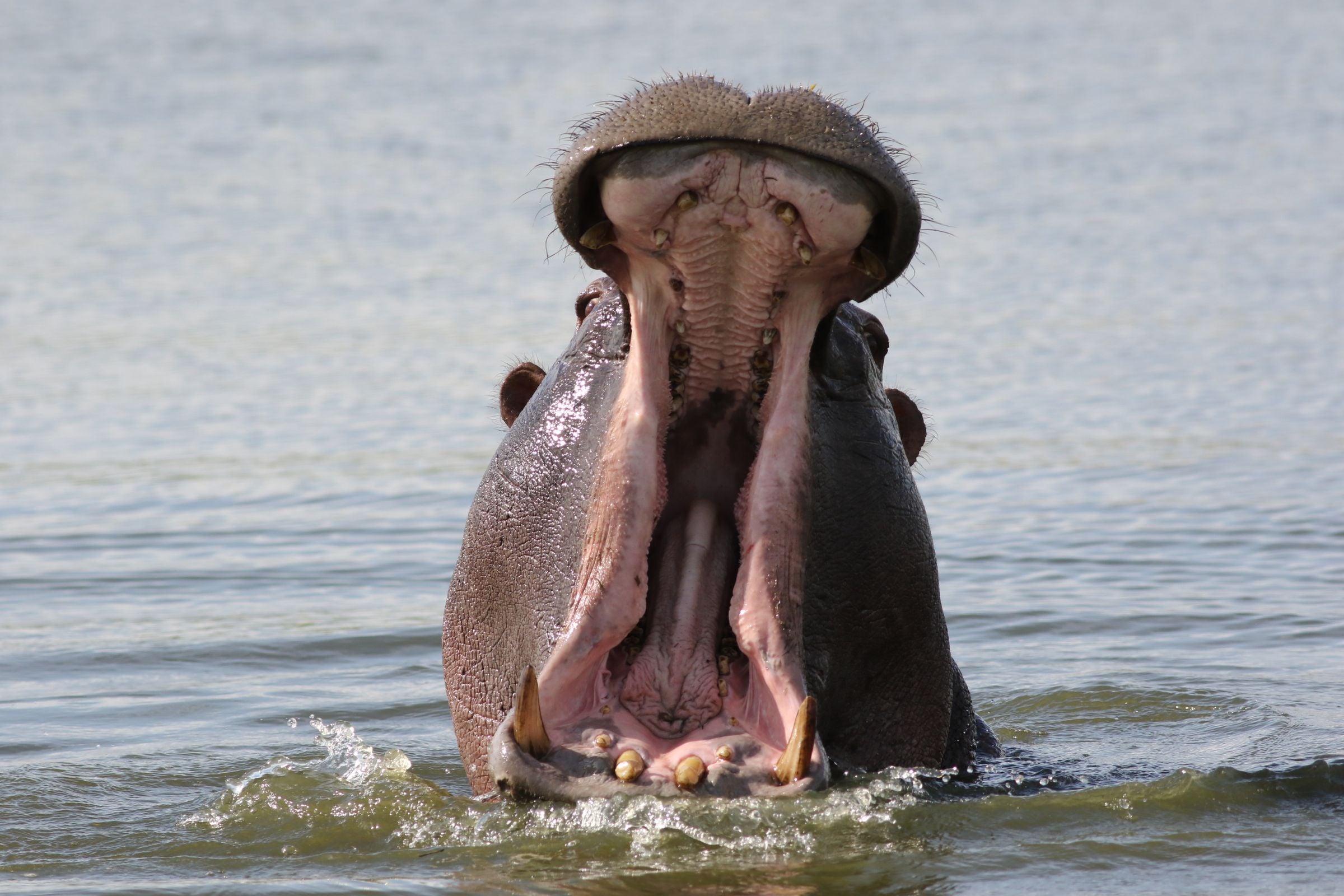 A hippo yawning in the water at Savuti, Chobe National Park