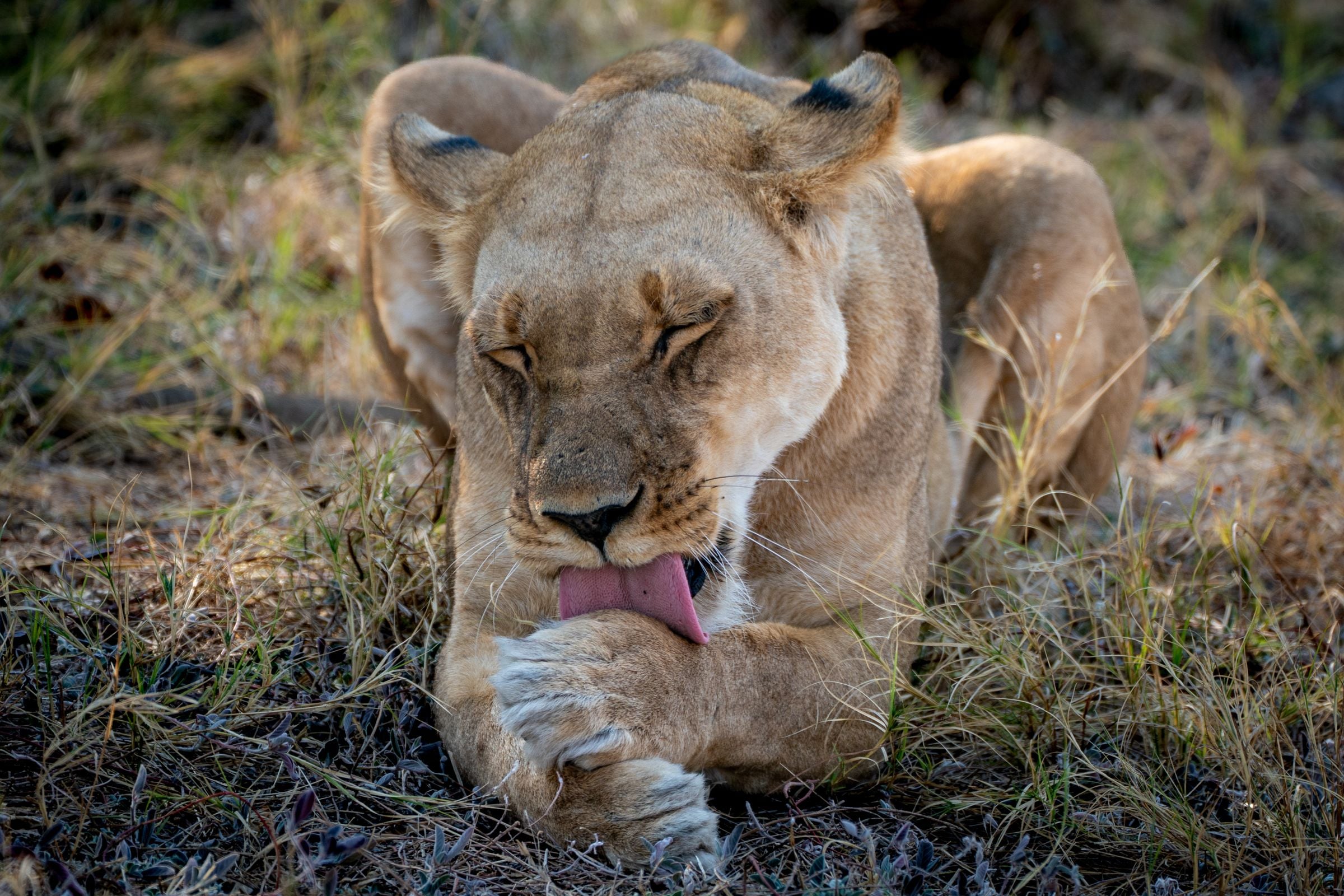 A lioness grooming in the grass at Savuti