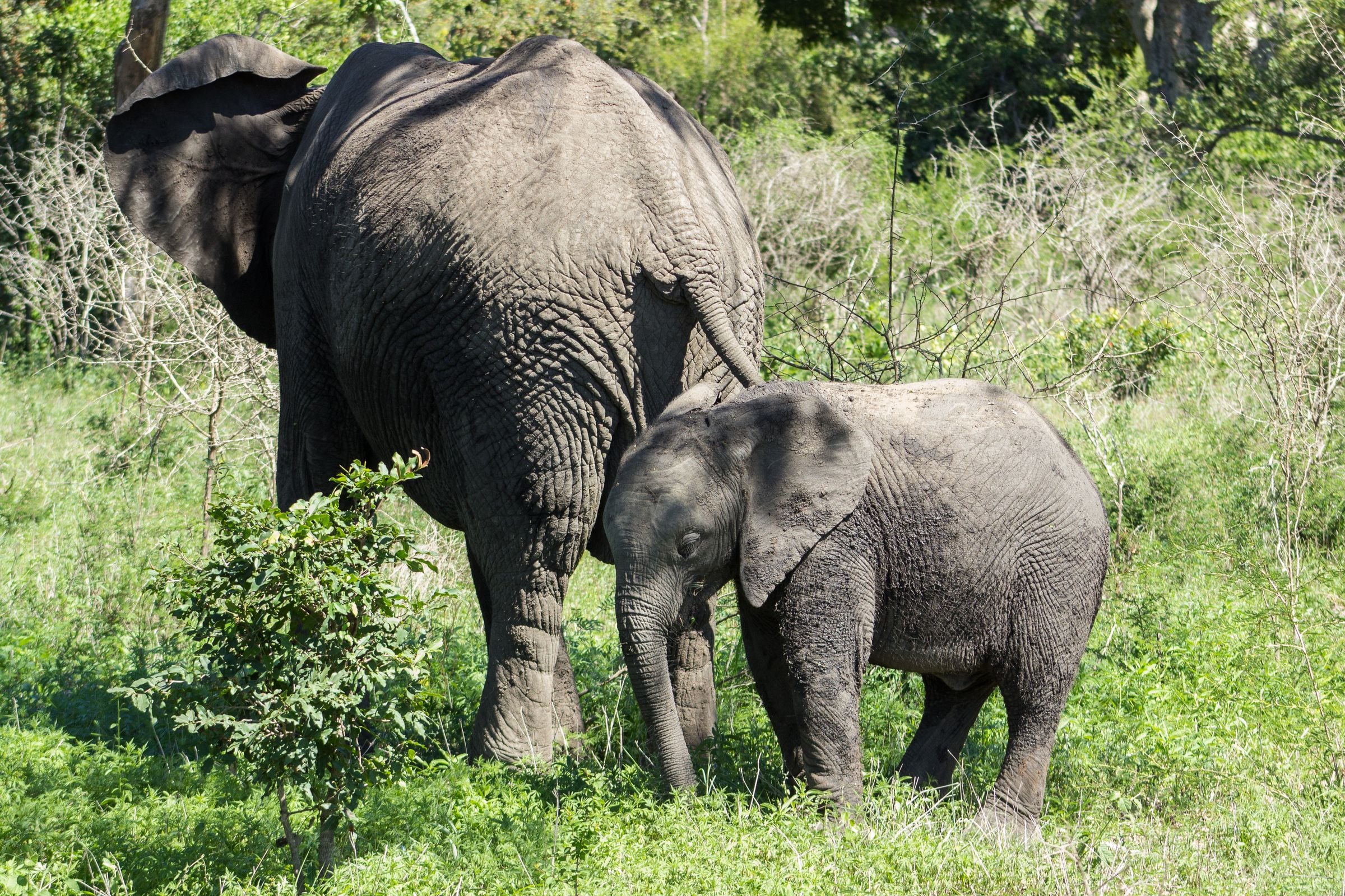 An elephant and her calf in Kruger National Park