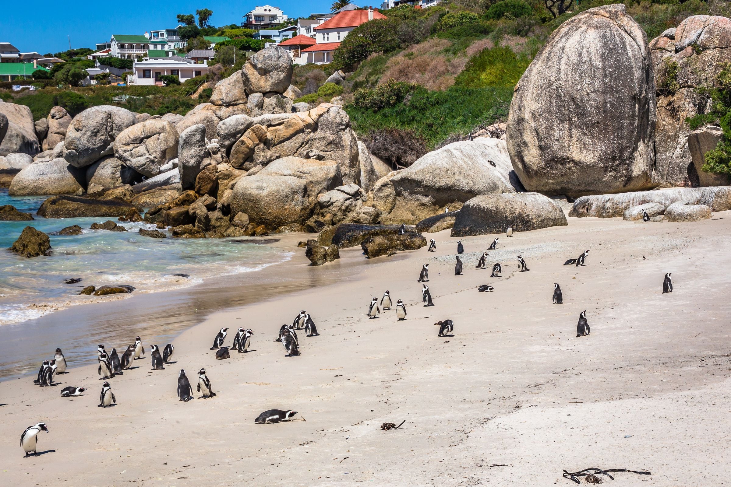African penguins on the sand at Boulders Beach