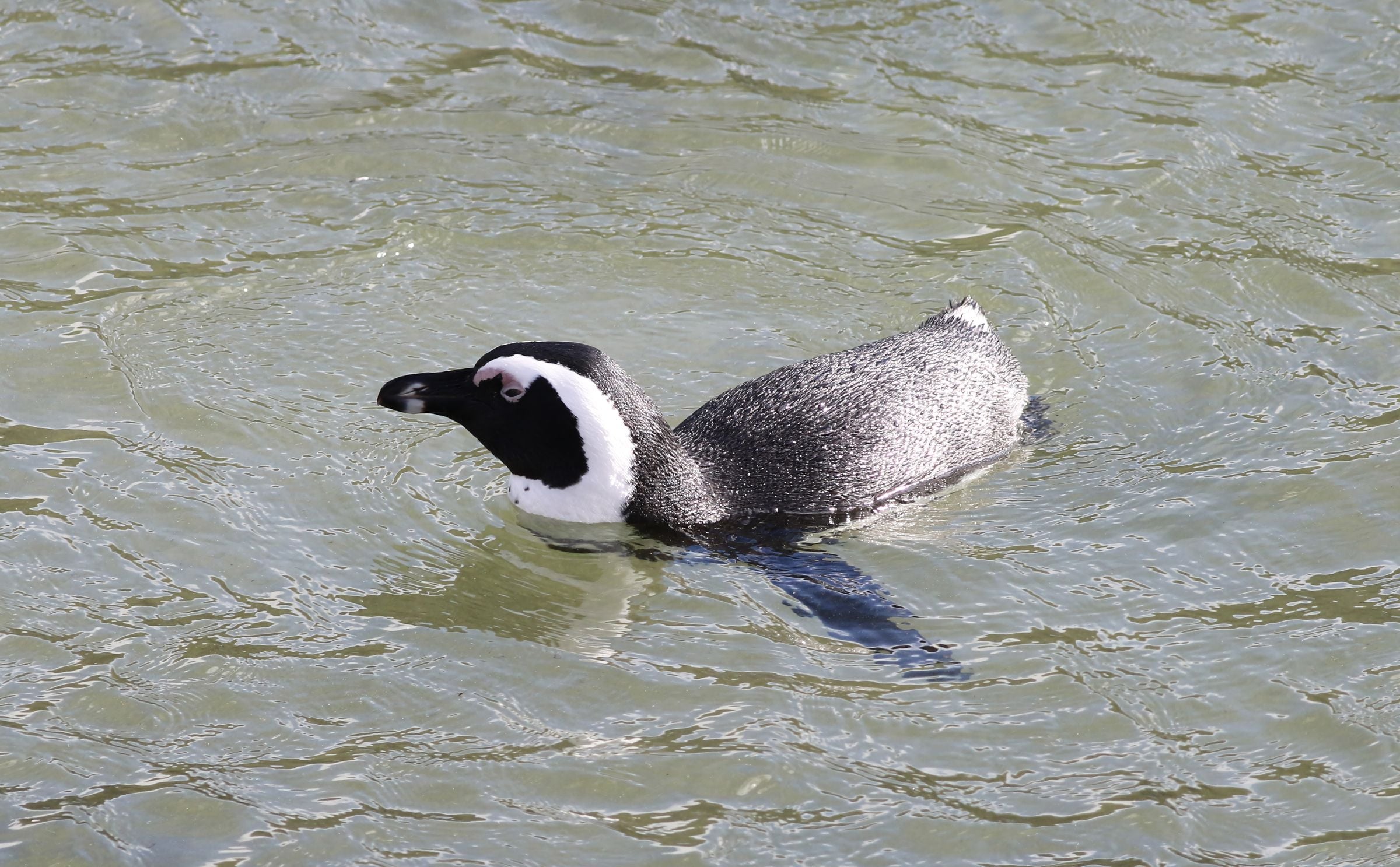 An African penguin swimming at Boulders Beach