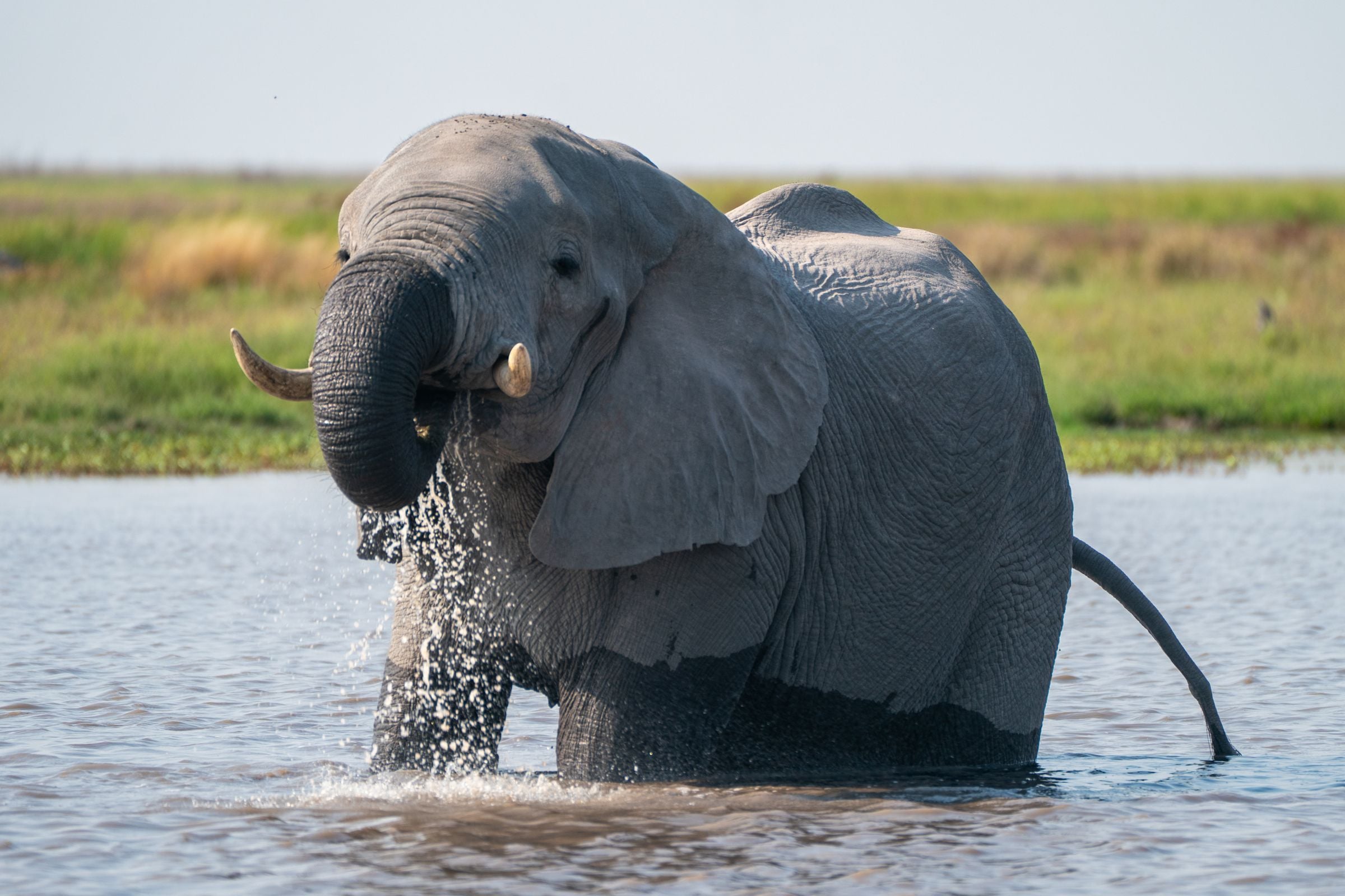 An elephant drinking in the Khwai River on the edge of the Okavango Delta