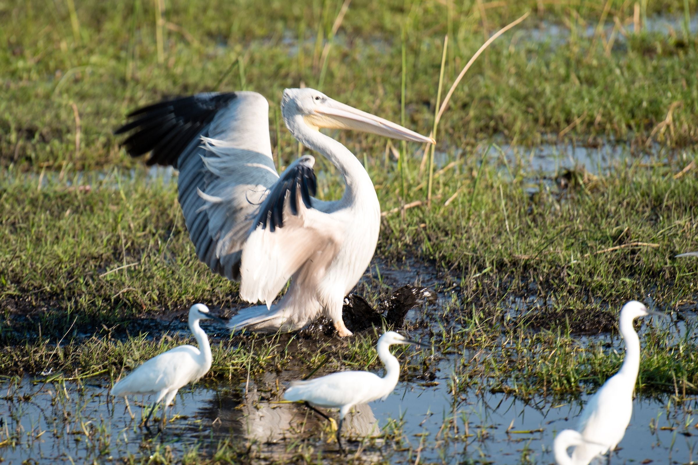 A great white pelican landing among egrets in the Okavango Delta
