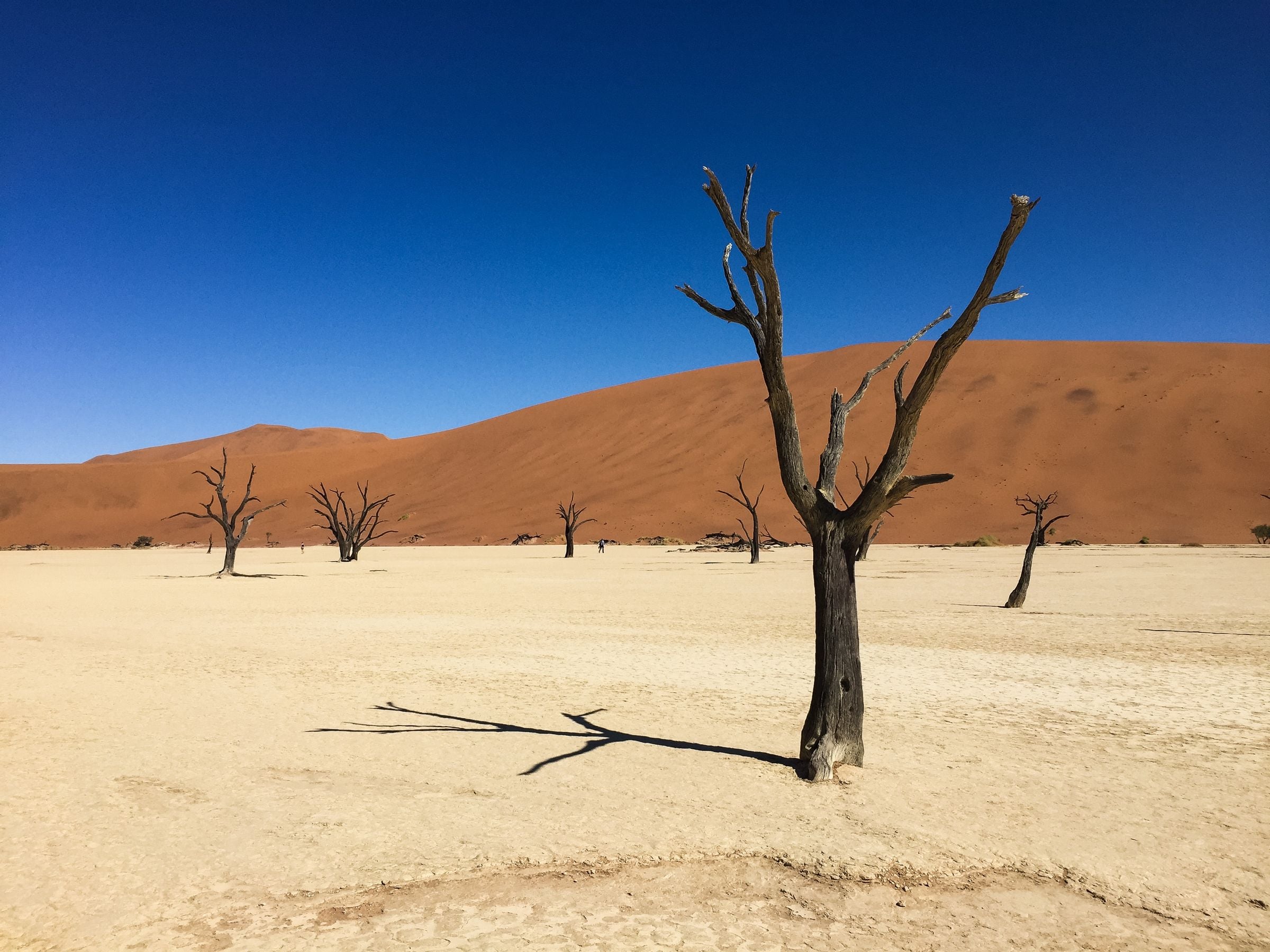 Dead camel thorn trees in Deadvlei below red dunes