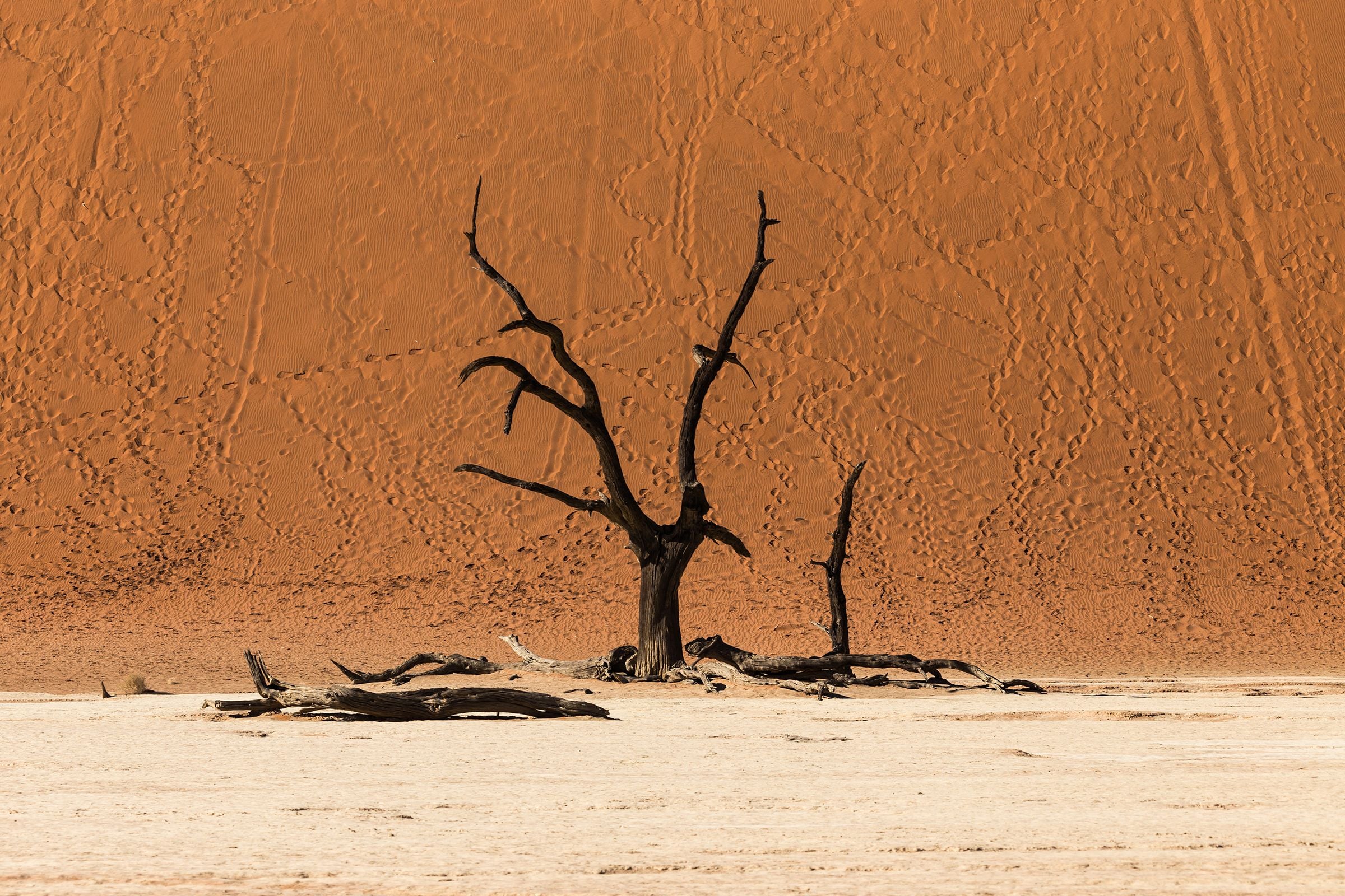 A lone dead tree in Deadvlei against an orange dune
