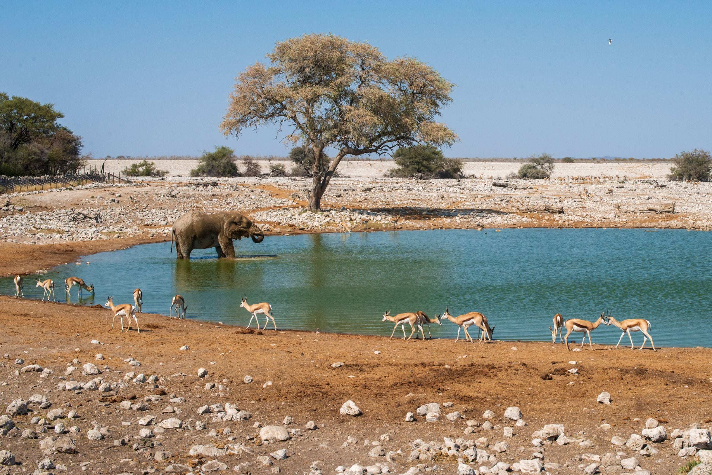 An elephant and springbok at the Okaukuejo waterhole in Etosha