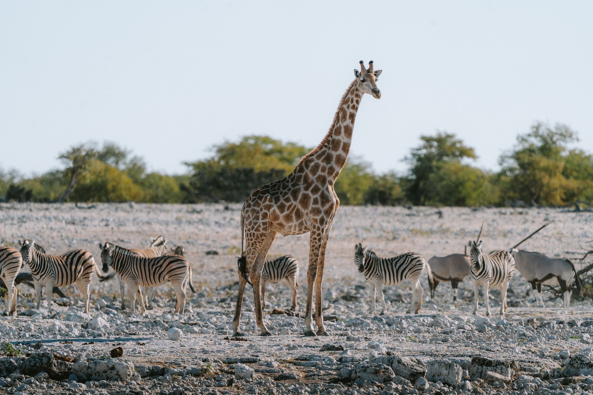 A giraffe and zebras on the plains of Etosha