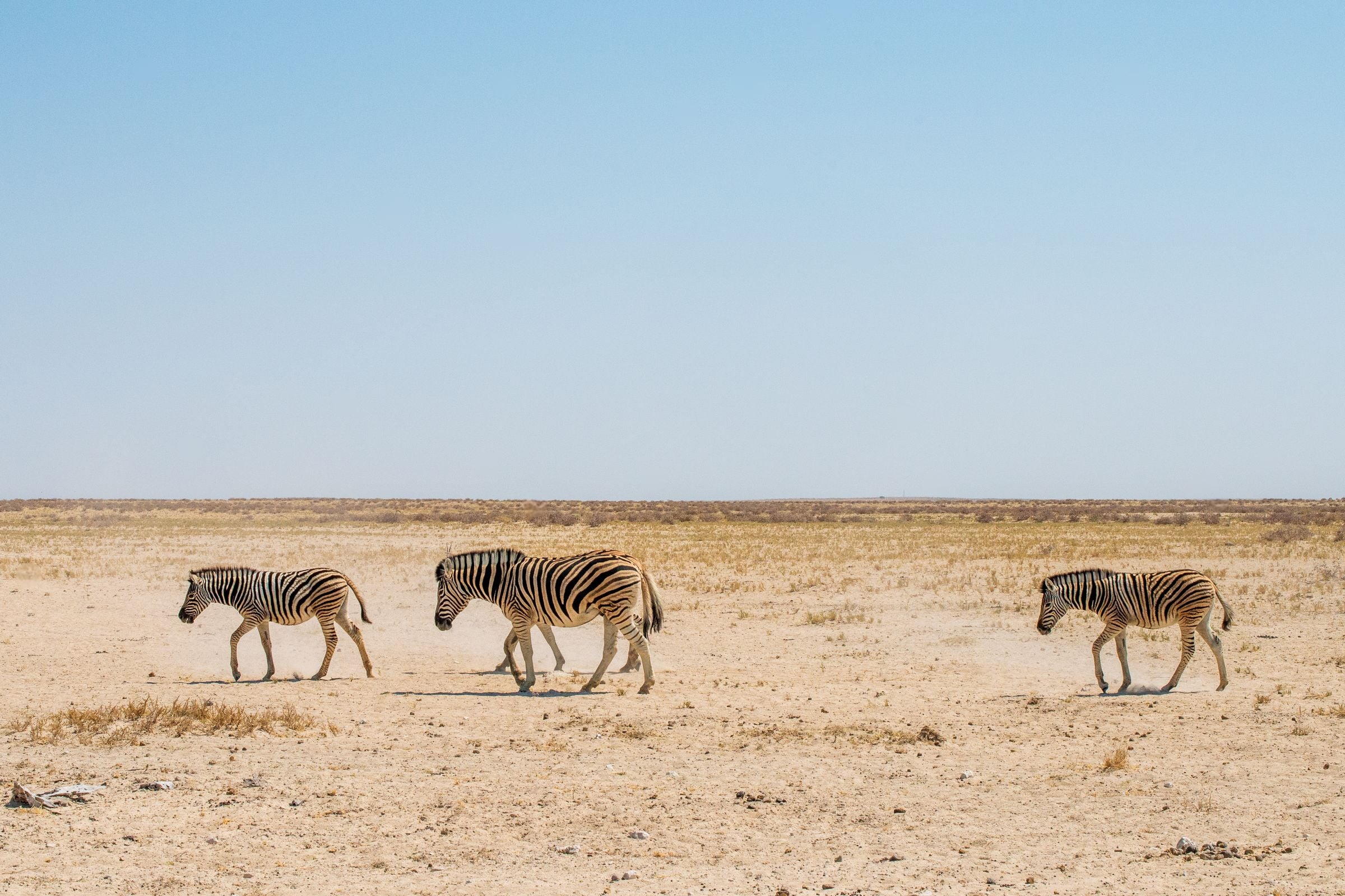 Zebras walking across the dry ground of Etosha